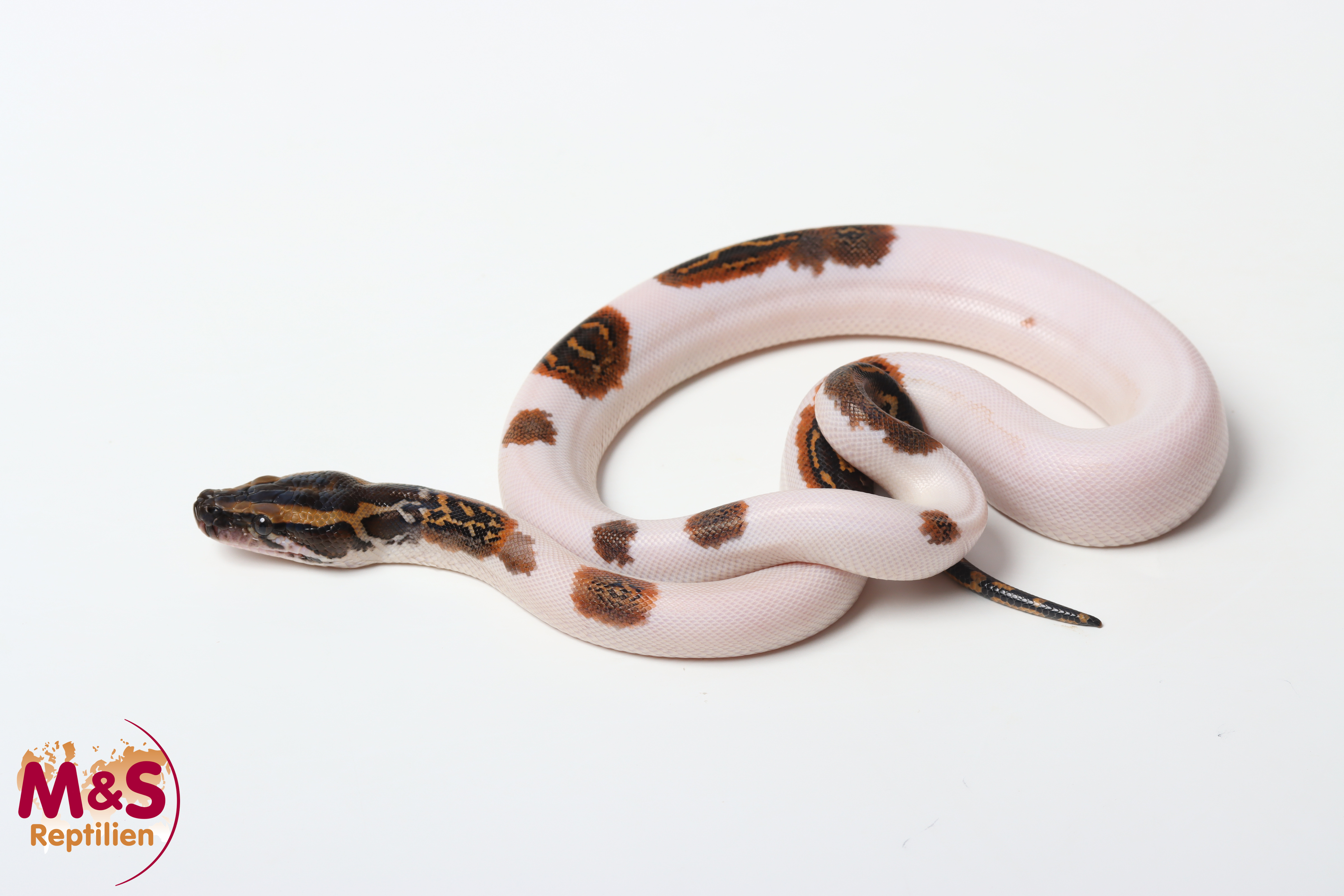 1.0 (Male) Piebald Tigerpython NZ'26 (ca.40cm) Python bivittatus
