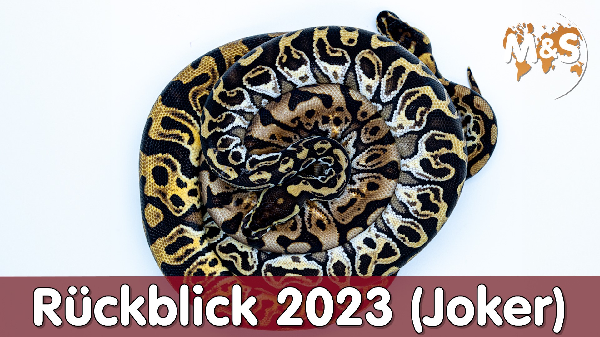 Ballpython Rückblick 2023 | Joker Ball