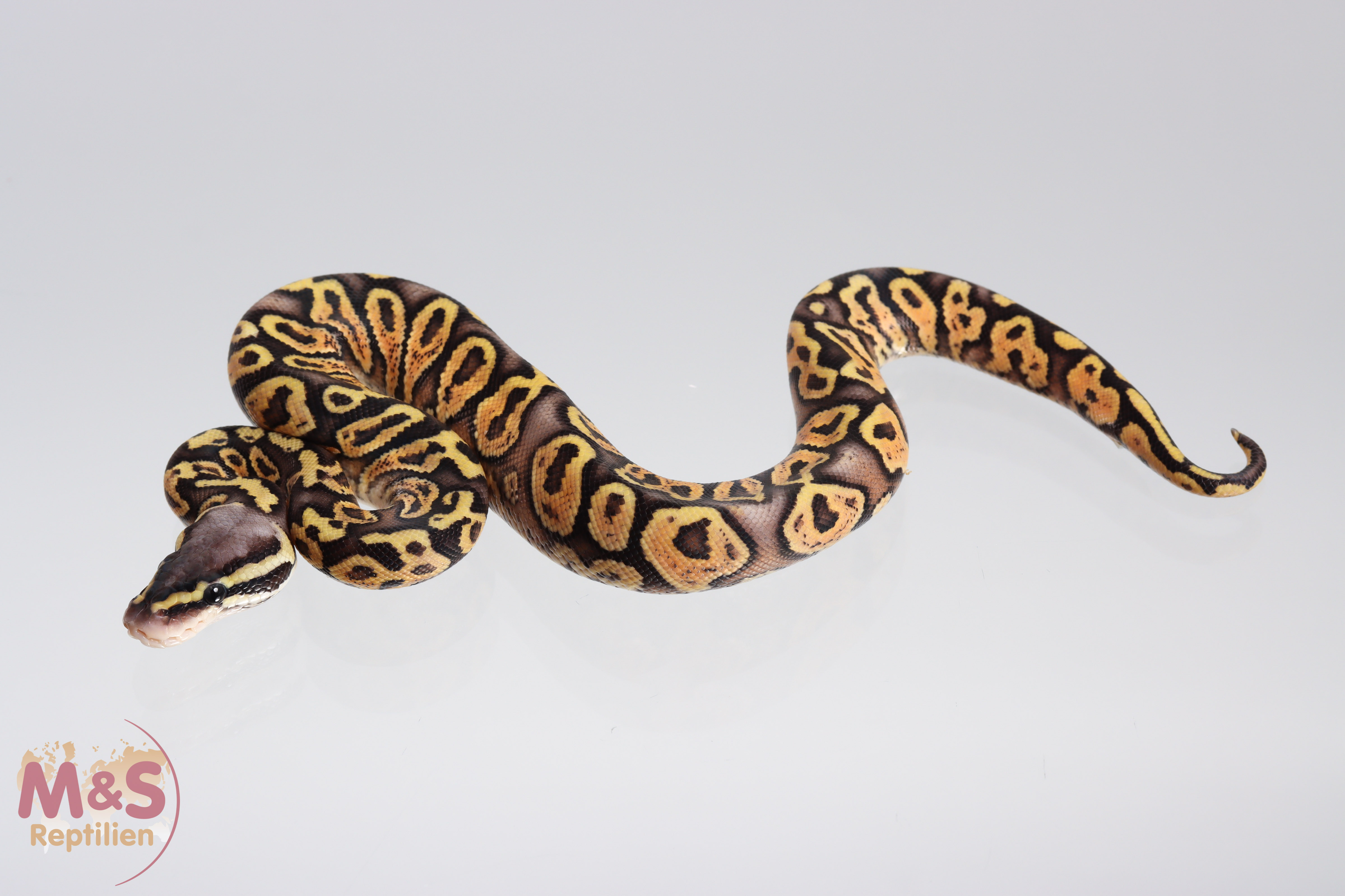 1.0 (Male) Gravel - Super Pastel Königspython NZ´M&S´21 Python regius