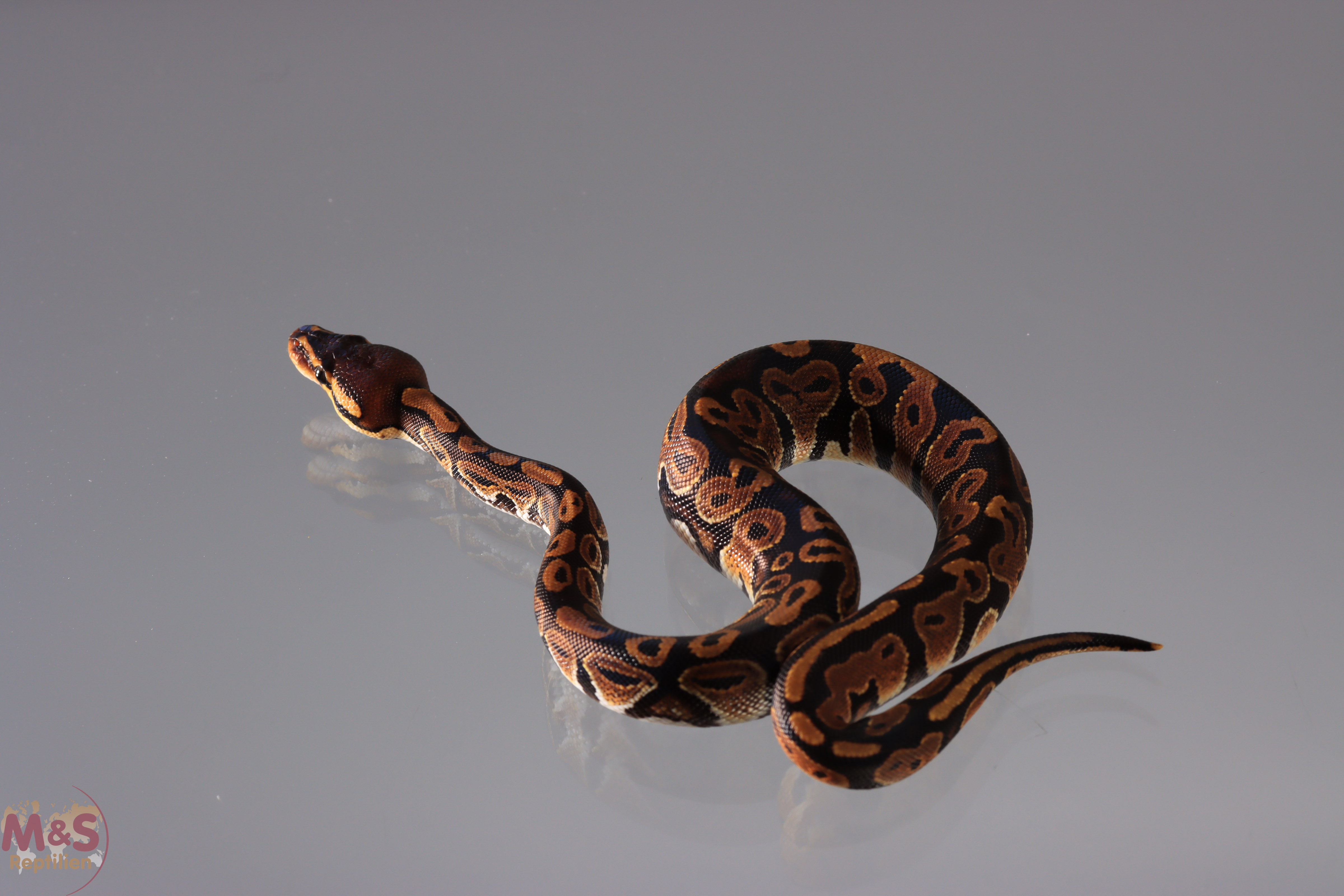 1.0 (Male) poss.DH 50% Sunset 50%  Ultramel Königspython NZ´M&S´19 Python regius
