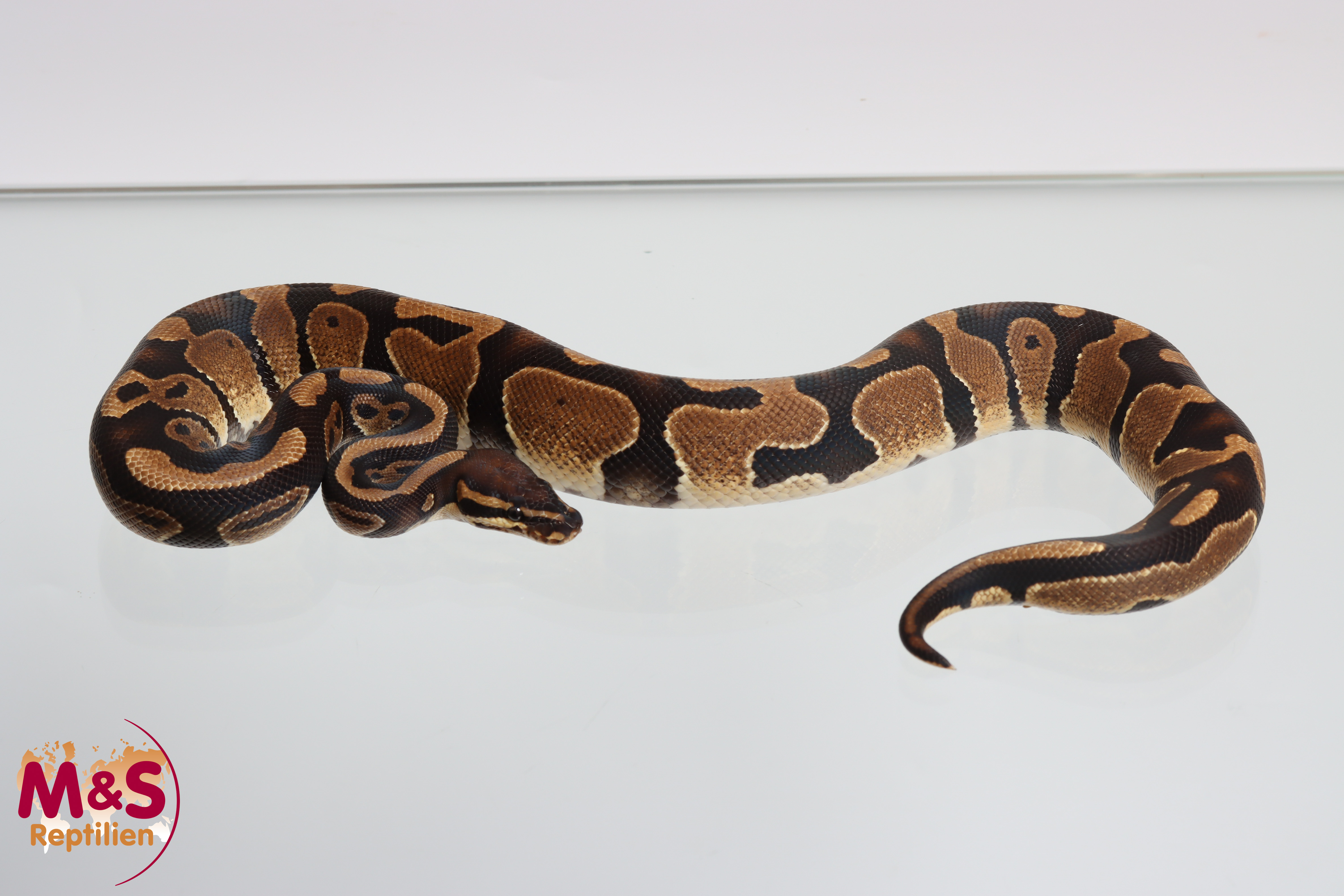 0.1 (Female) 100 % DH Sunset-Piebald  Königspython NZ'M&S'25 Python regius