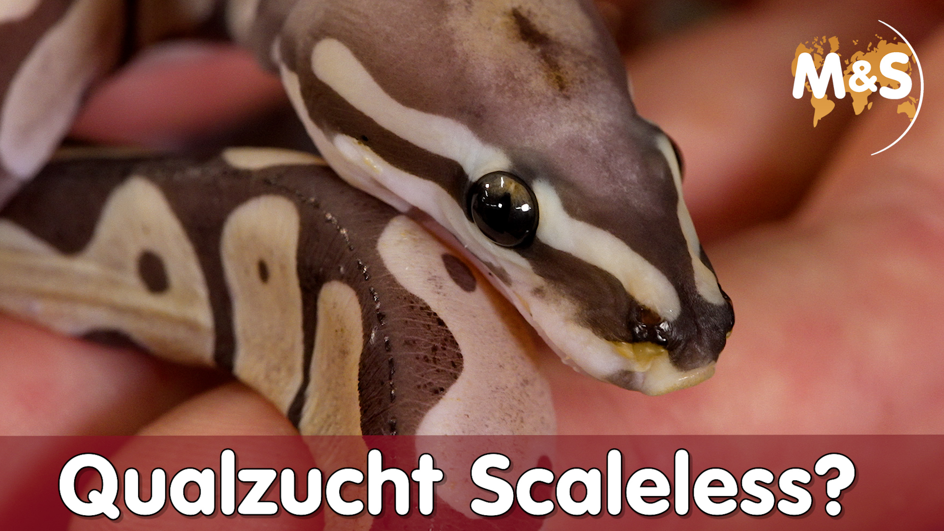 Scaleless Reptilien | Qualzucht oder nicht? | Königspython, Kornnatter, Bartagame