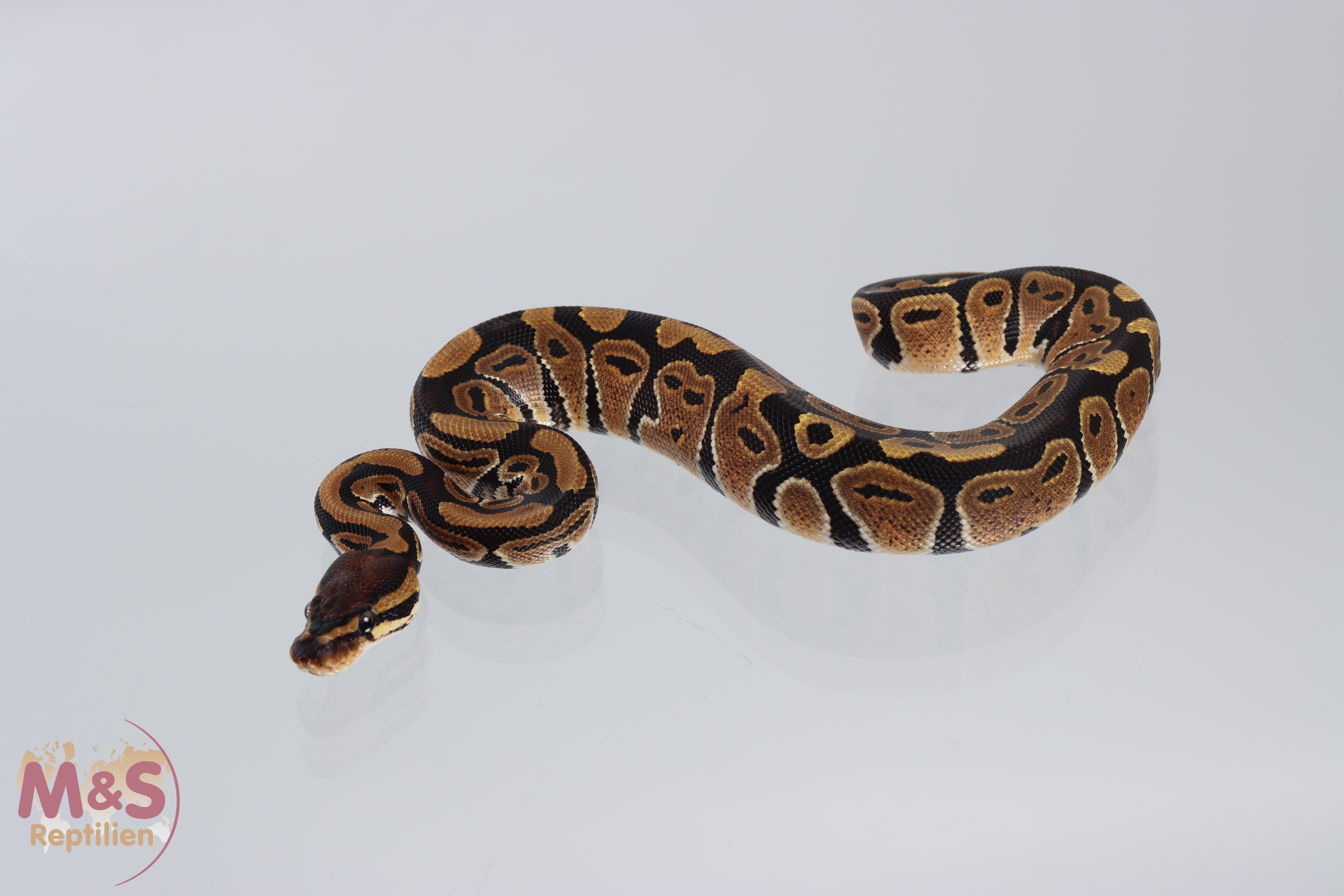 1.0 (Male) ''Classic'' Königspython NZ' M&S 26 Python regius (Symbolbild)
