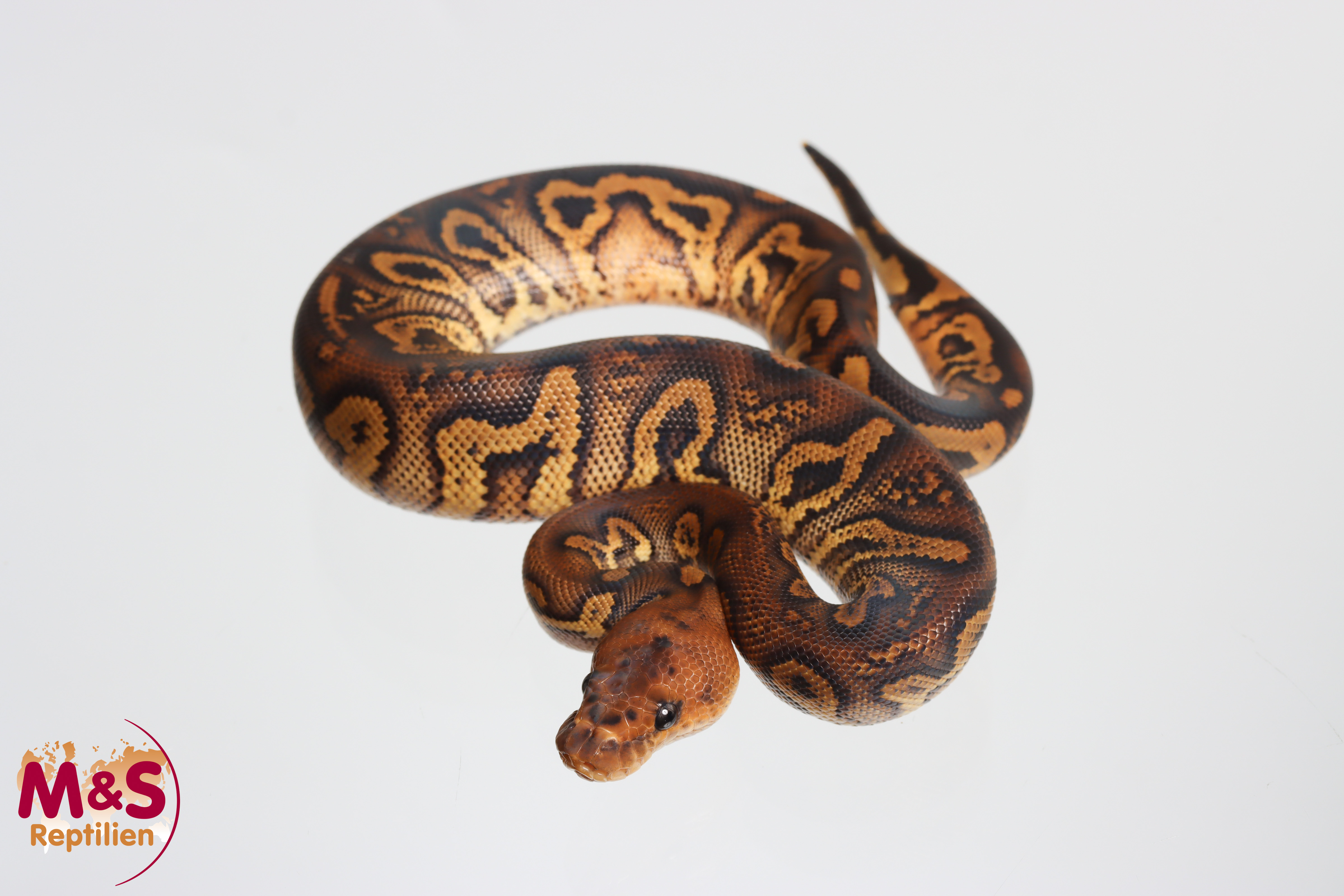 1.0 (Male) Clown Stranger Königspython NZ´M&S´26 Python regius