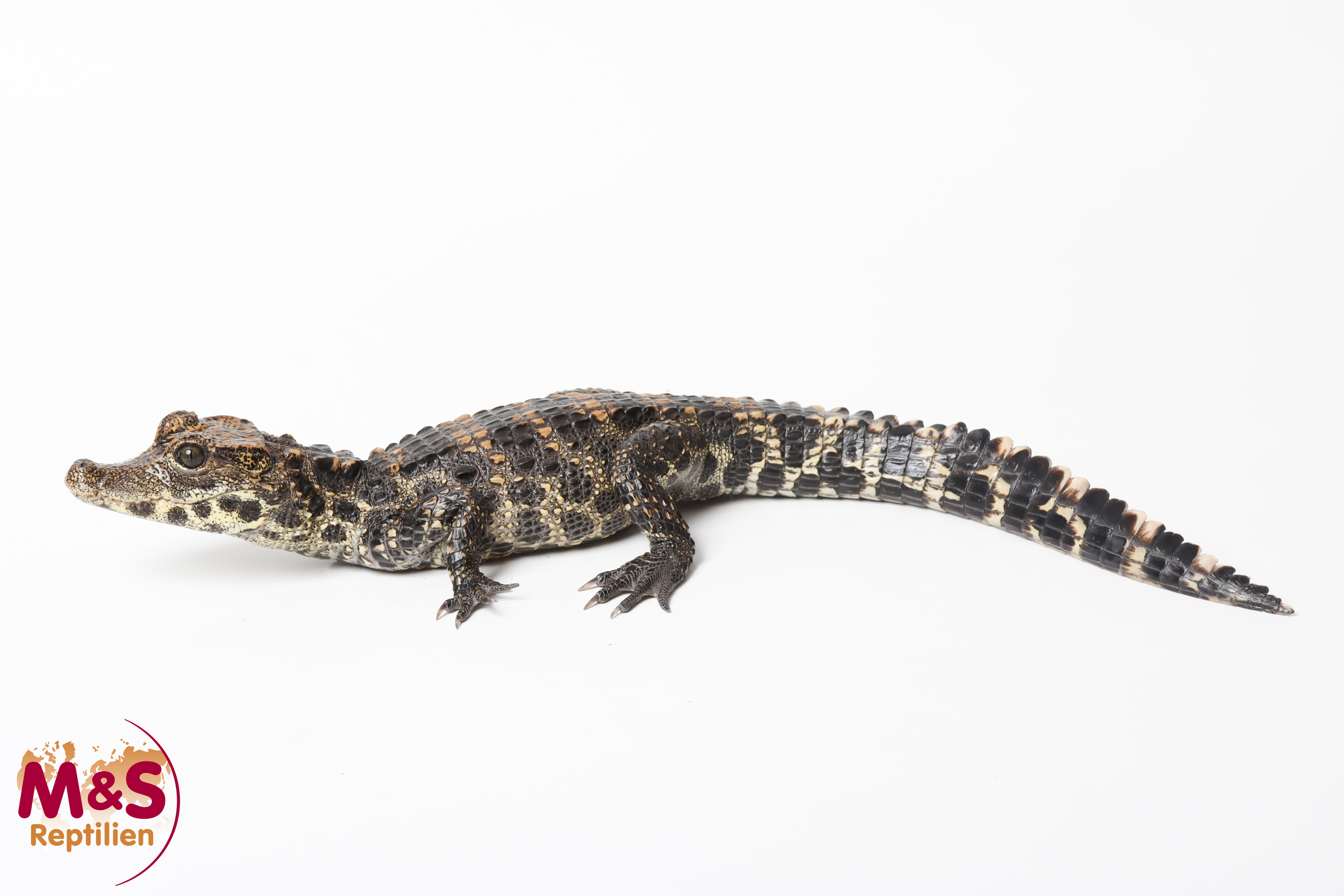 Stumpfkrokodil ( 48 cm) NZ' 24 Osteolaemus tetraspis (Originalbild)