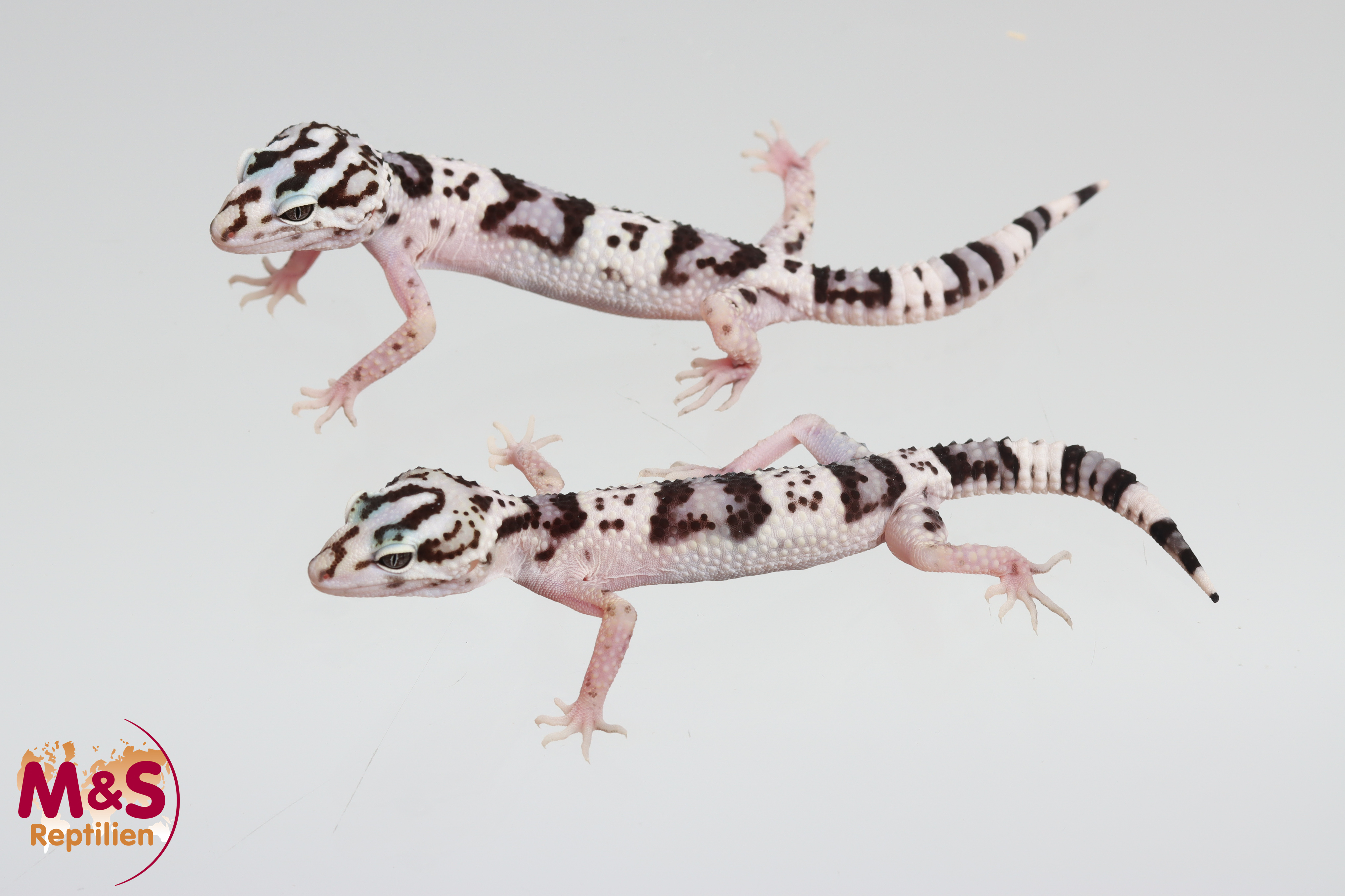 0.1 (Female) Iranischer Fettschwanzgecko NZ´25 (small) Eublepharis angramainyu kermanshah