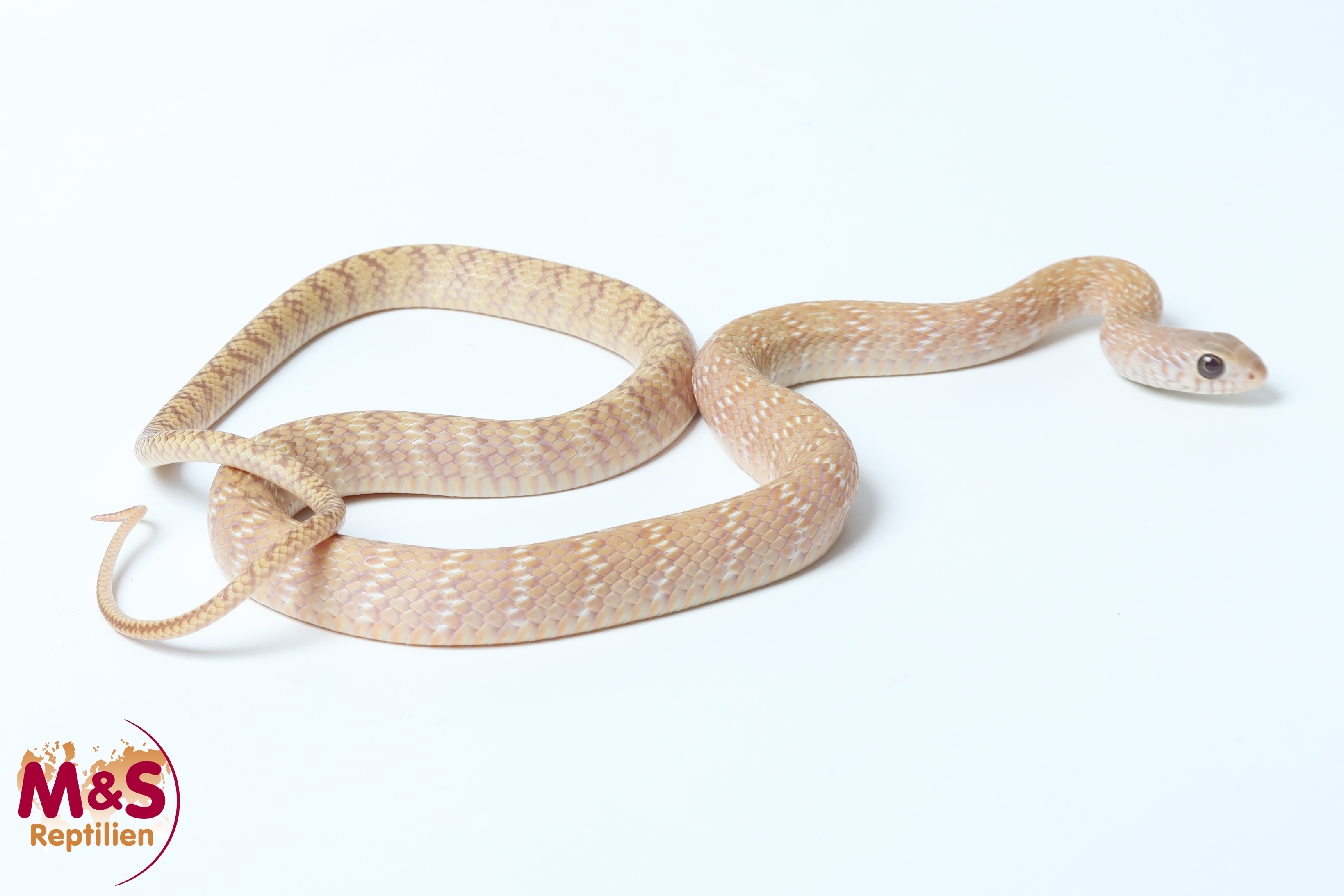 0.1 (Female) Gebänderte Rattenschlange T+Albino NZ´25 (ca. 80-100 cm) Ptyas mucosa