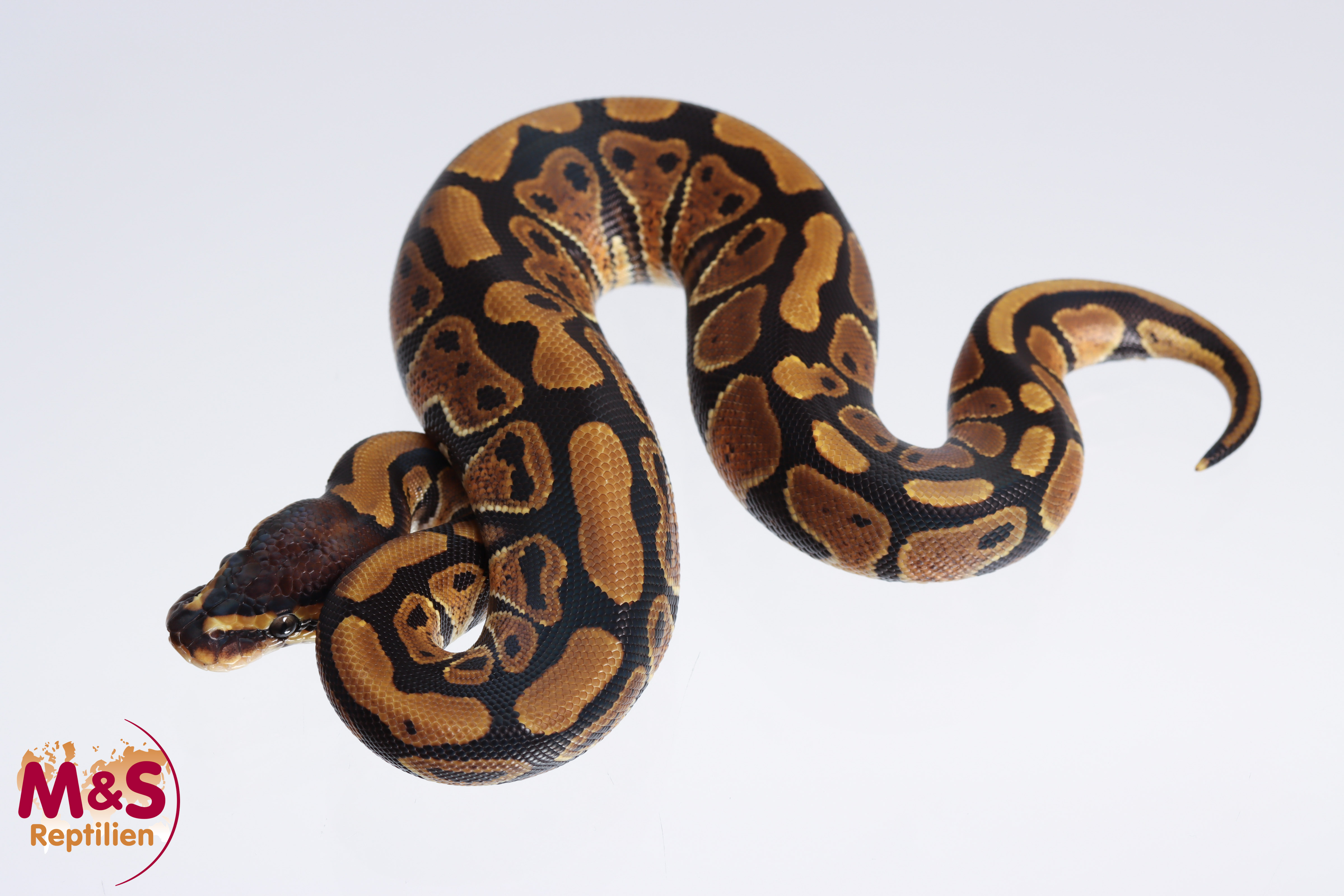 0.1 (Female) 100% doppel hetero Albino-Clown poss. Axantic VPI / SK Königspython NZ´M&S´23 Python re