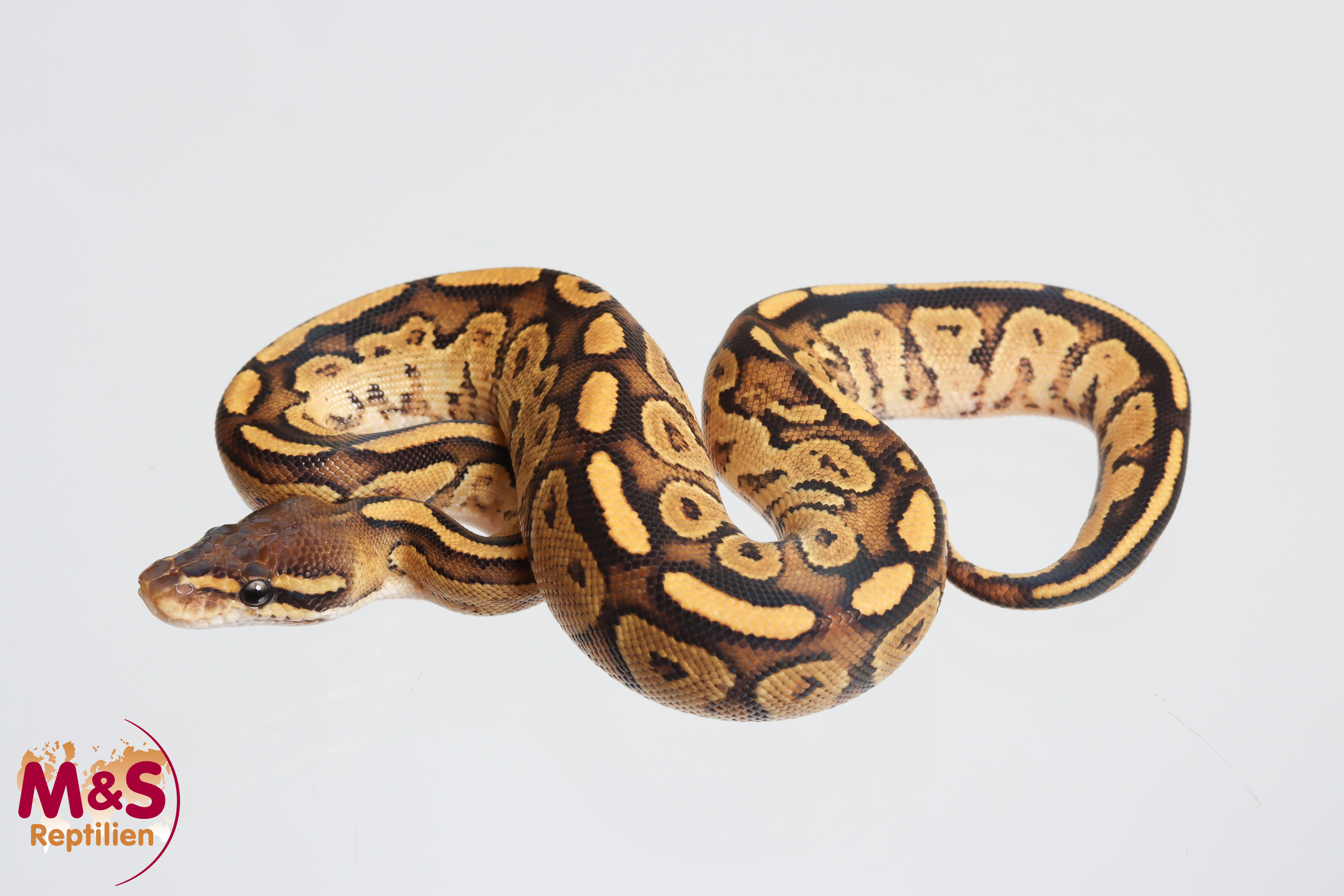 0.1 (Female) Bongo Fire Königspython NZ´M&S´26 Python regius