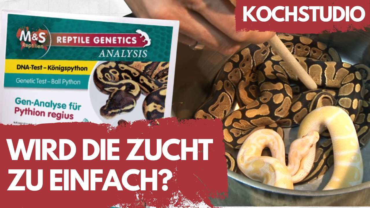 Früher Glücksspiel – heute PLANBAR?! 🤯 Gentests in der Zucht - KOCHSTUDIO