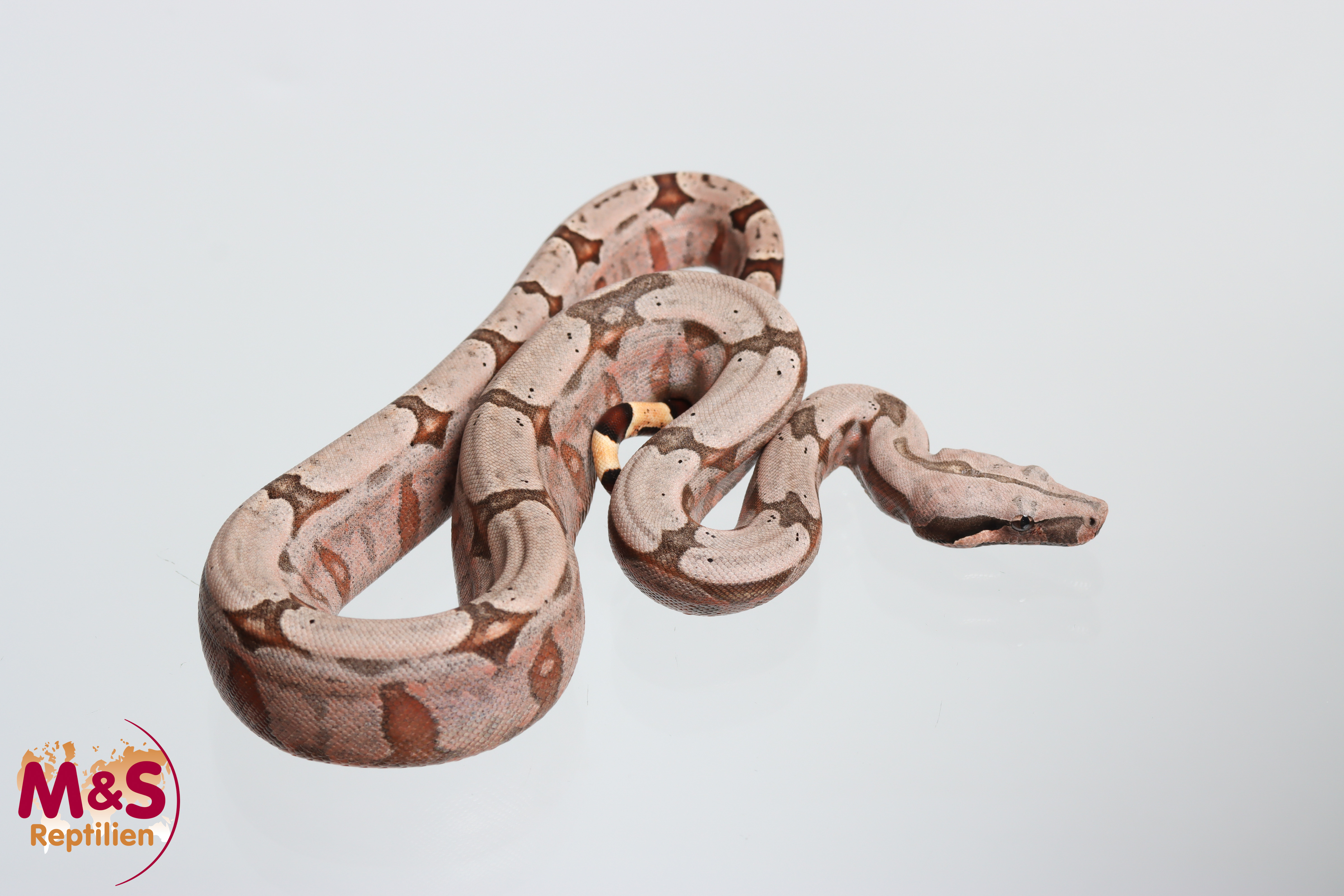 1.0 (Male) Amarali Kurzschwanzboa NZ´26 (ca.40 cm) Boa constrictor (Originalbild)