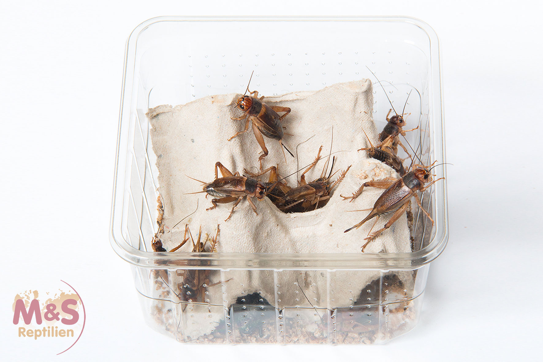 Steppengrillen groß (Gryllus assimilis) Futterinsekten Spar-Abo 7-tägig
