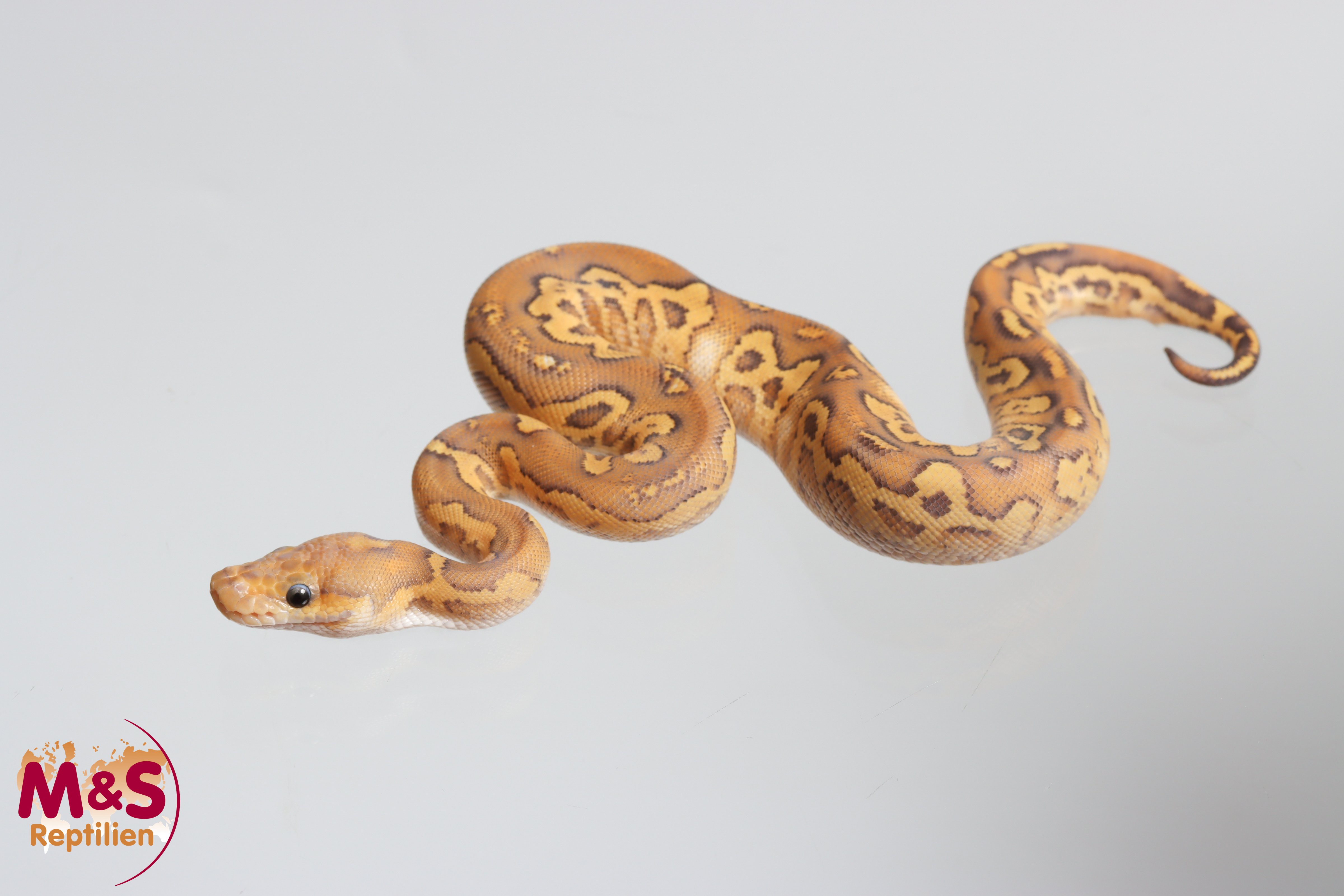 0.1 (Female) Clown Enchi Trick Königspython NZ´M&S´26 Python regius
