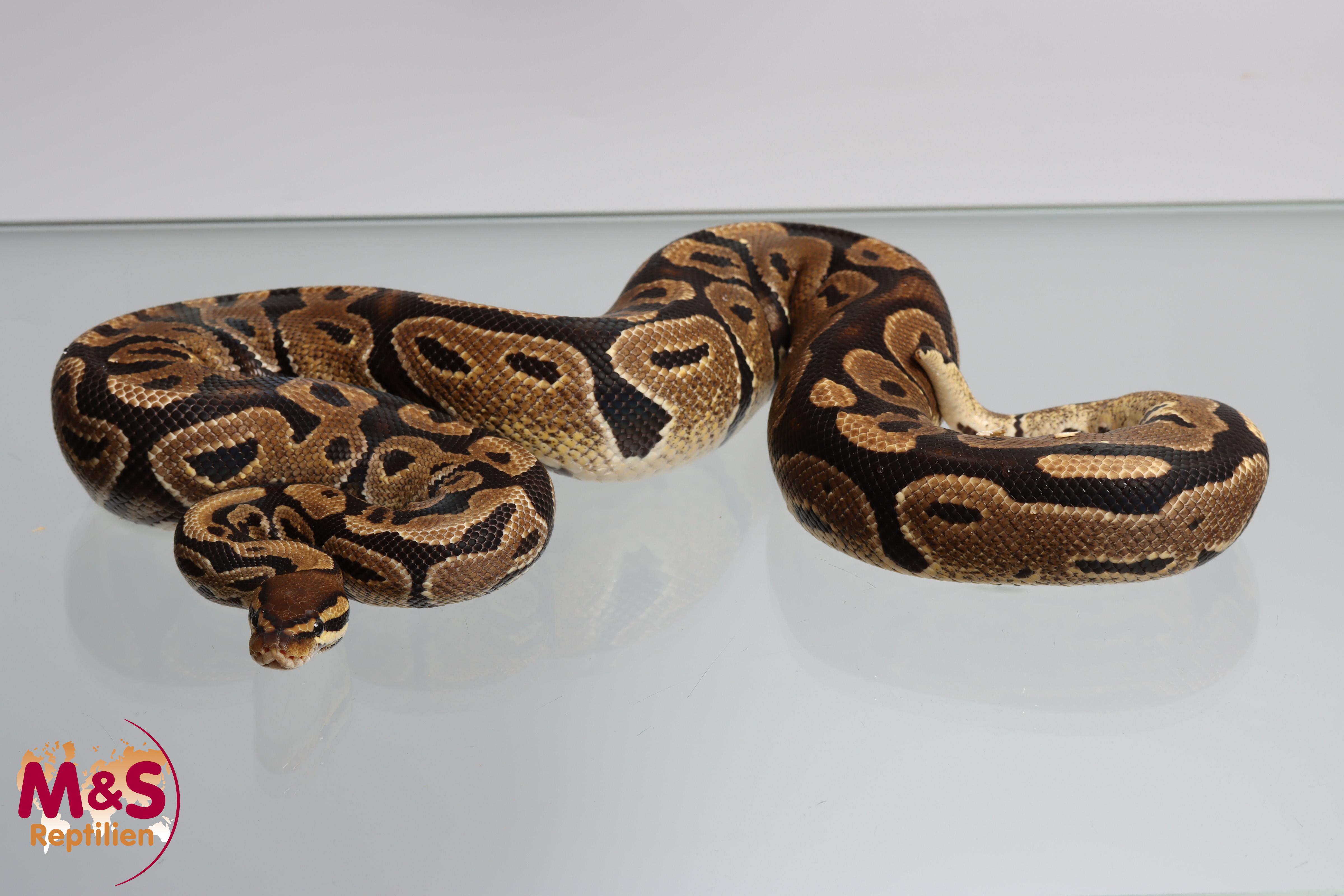 1.0 (Male) 100 % hetero Sunset 66% poss Albino- Ultramel Königspython NZ´M&S´22 (adult)  P. regius