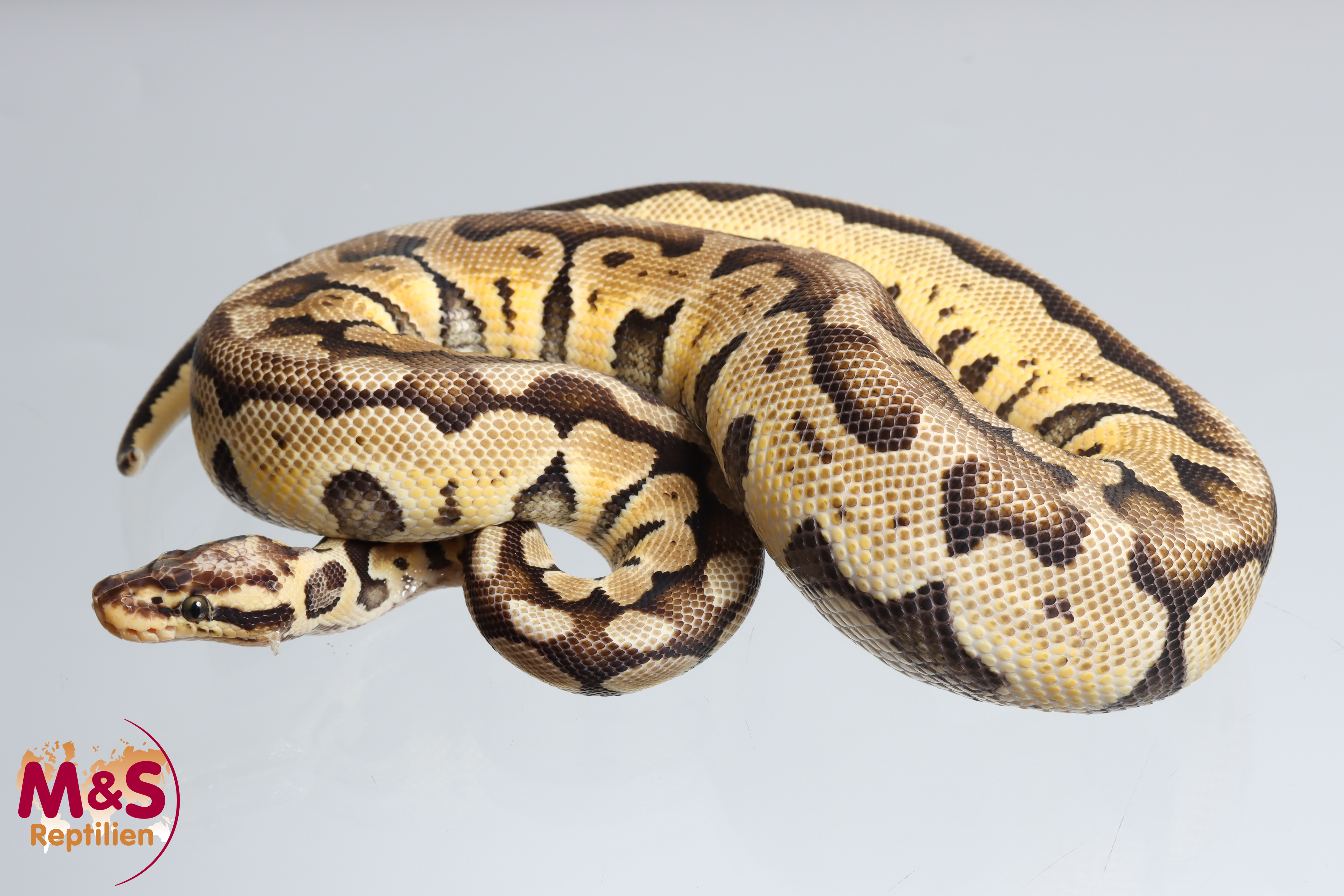 0.1 (Female) Super Pastel Königspython NZ´M&S´24 ( subadult) Python regius