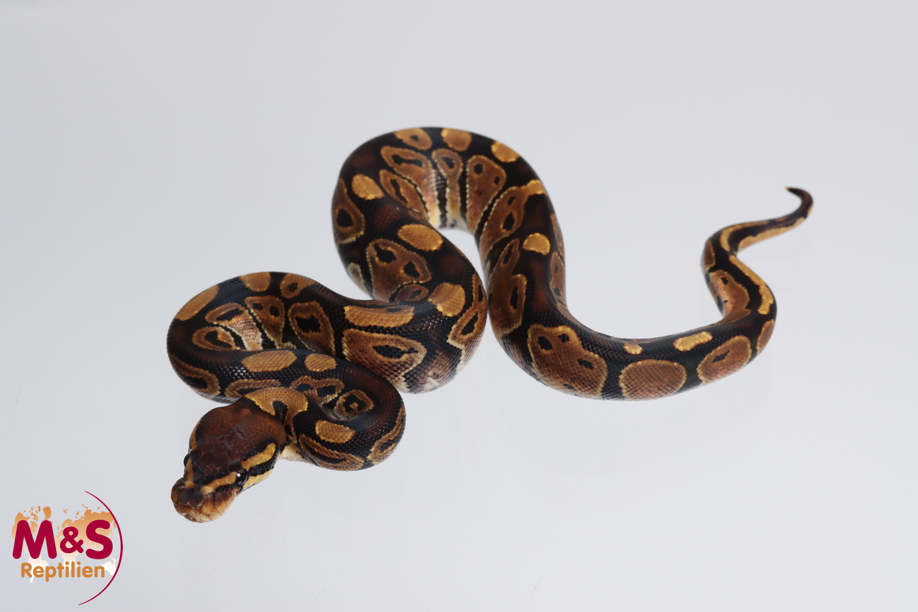 0.1 (Female) 100% hetero Sunset Königspython NZ´M&S´23 Python regius