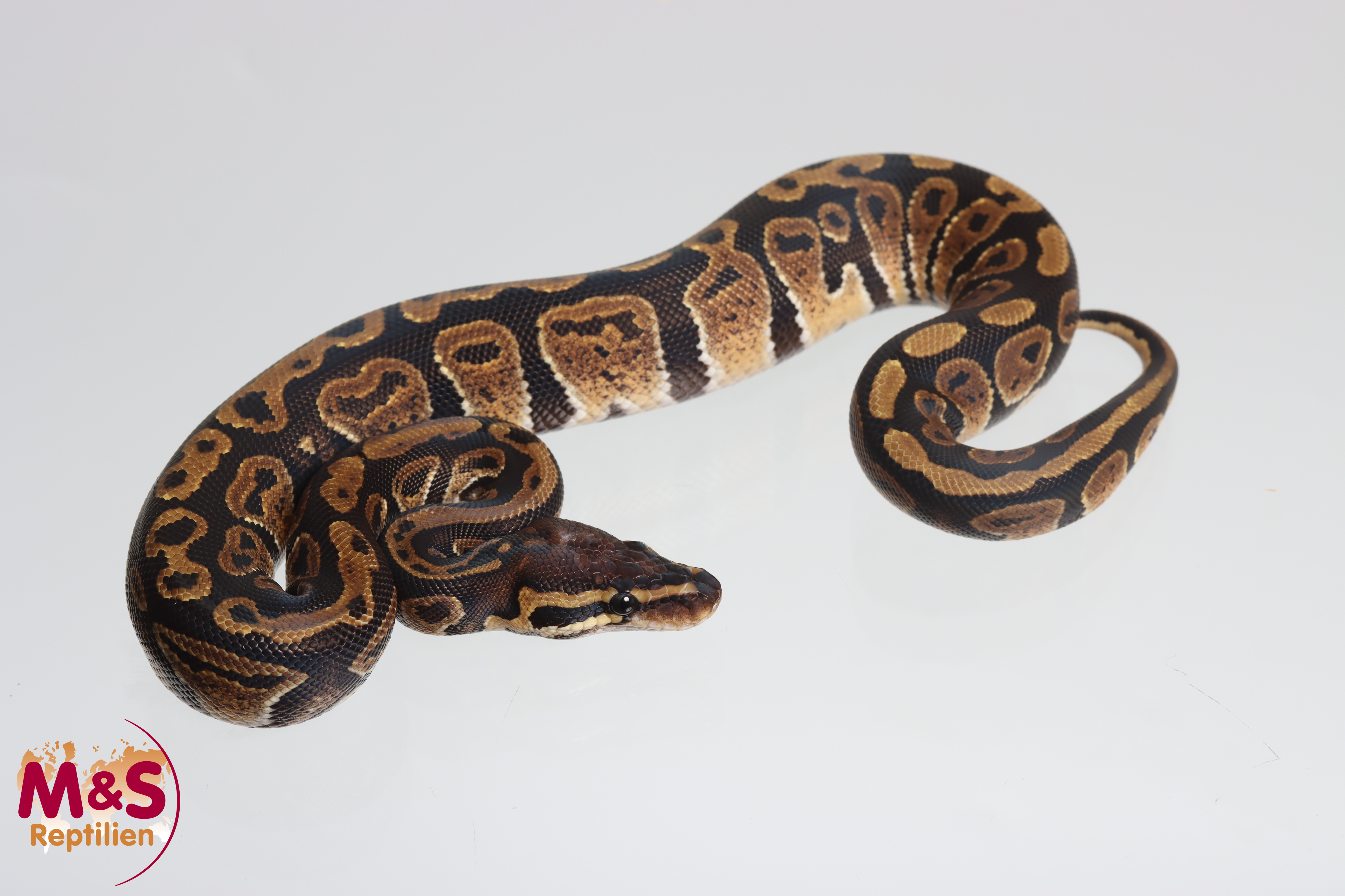 0.1 (Female) Circle 100% hetero Sunset Königspython NZ'M&S'25 Python regius