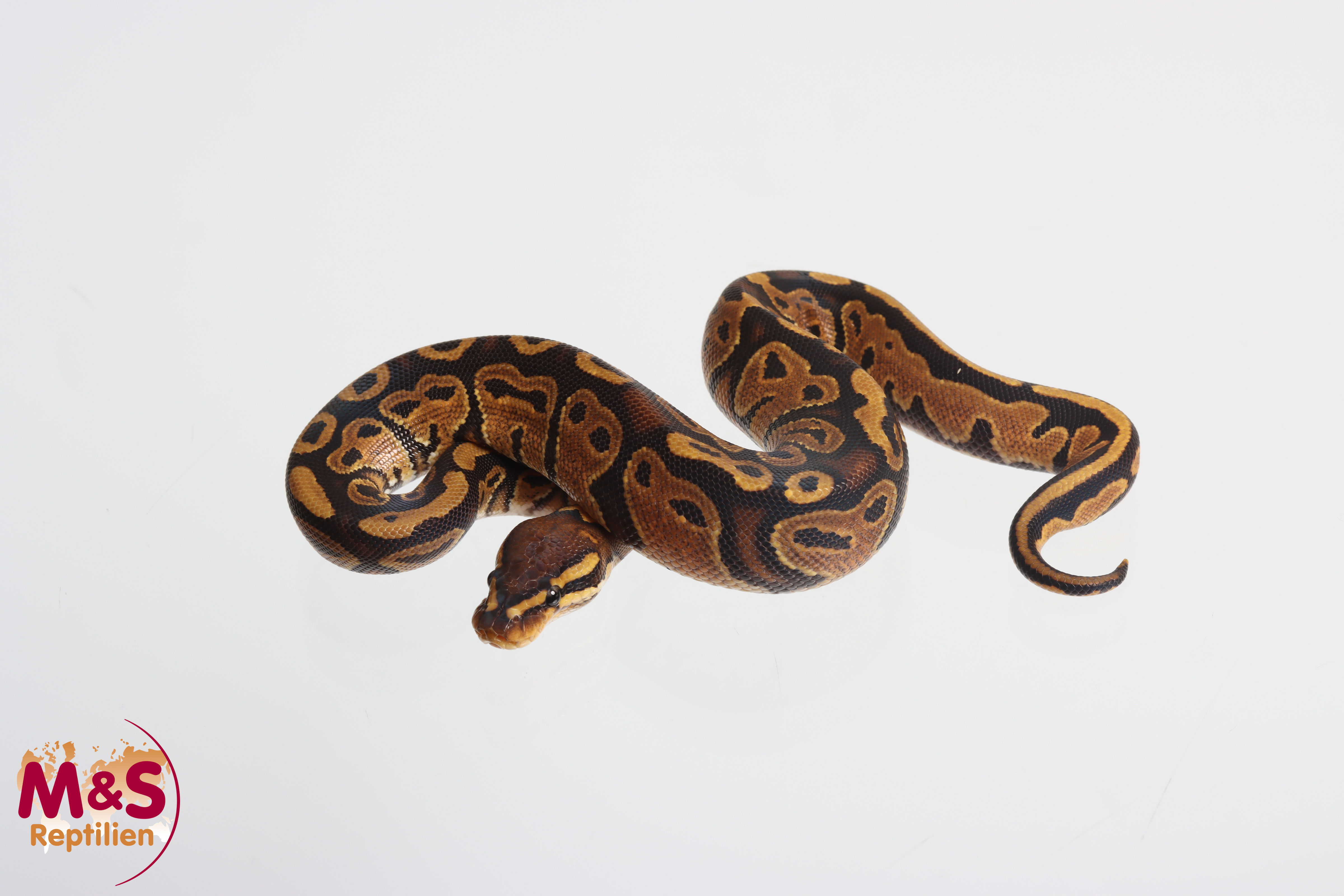 1.0 (Male) 100 % hetero Sunset poss. het. Piebald Königspython NZ'M&S'25 Python regius