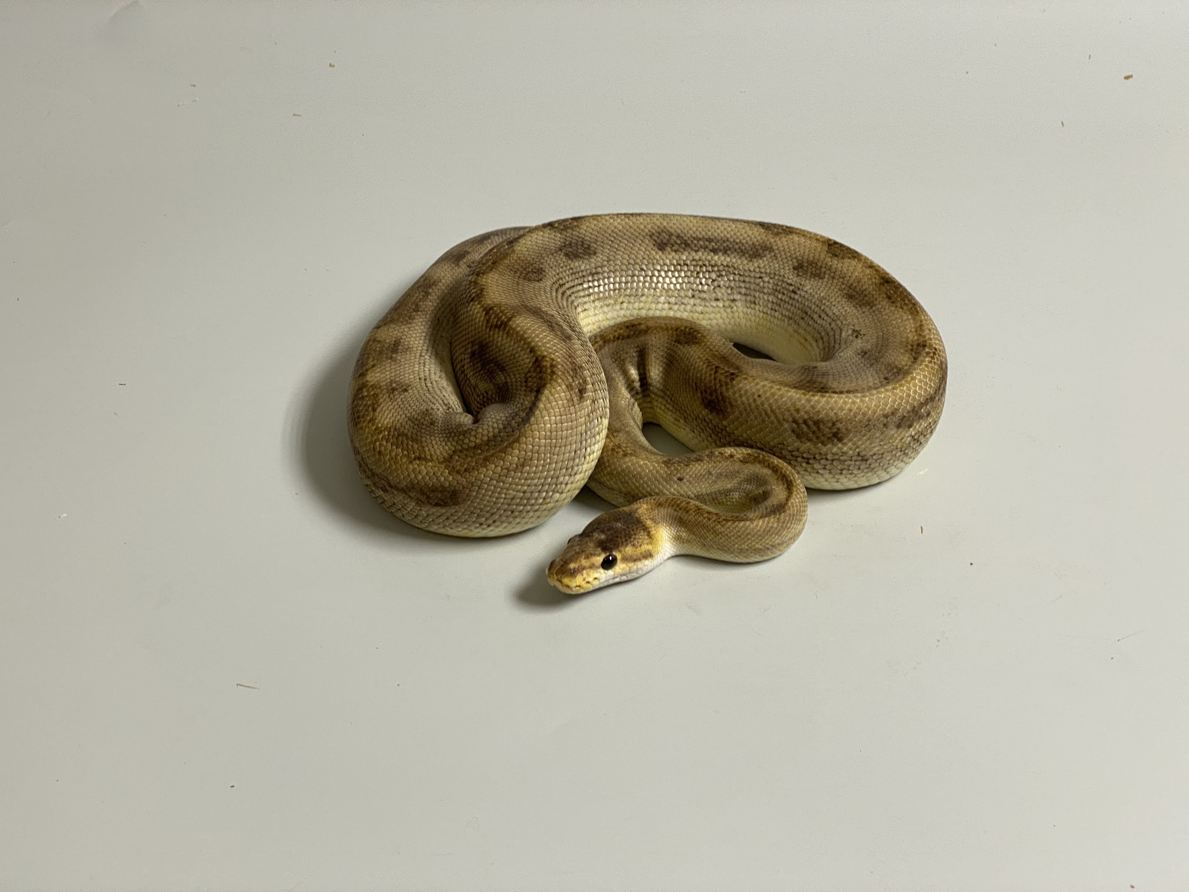 1.0 (Male) Champagne poss. Gravel Königspython NZ´M&S´16 Python regius