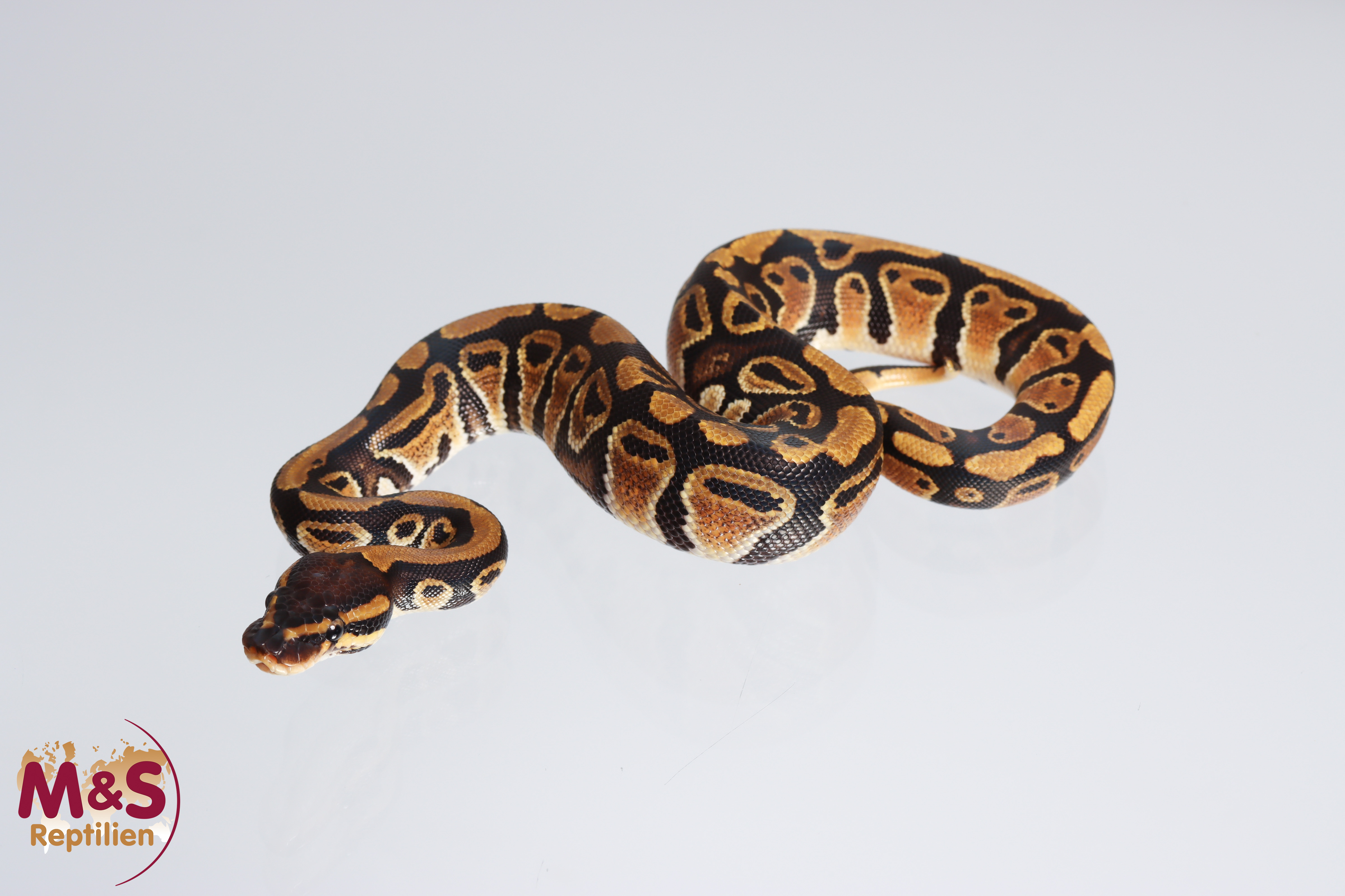 1.0 (Male) 66% doppel poss het. Clown - Sunset Königspython NZ´M&S´22 Python regius