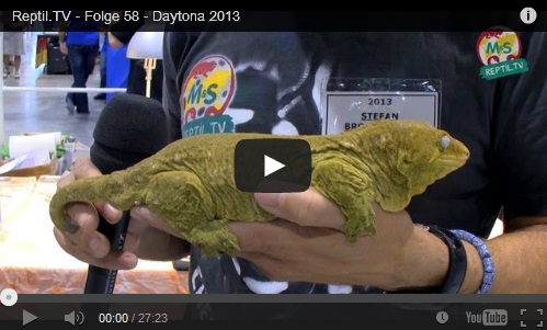 Folge 58 - Daytona 2013