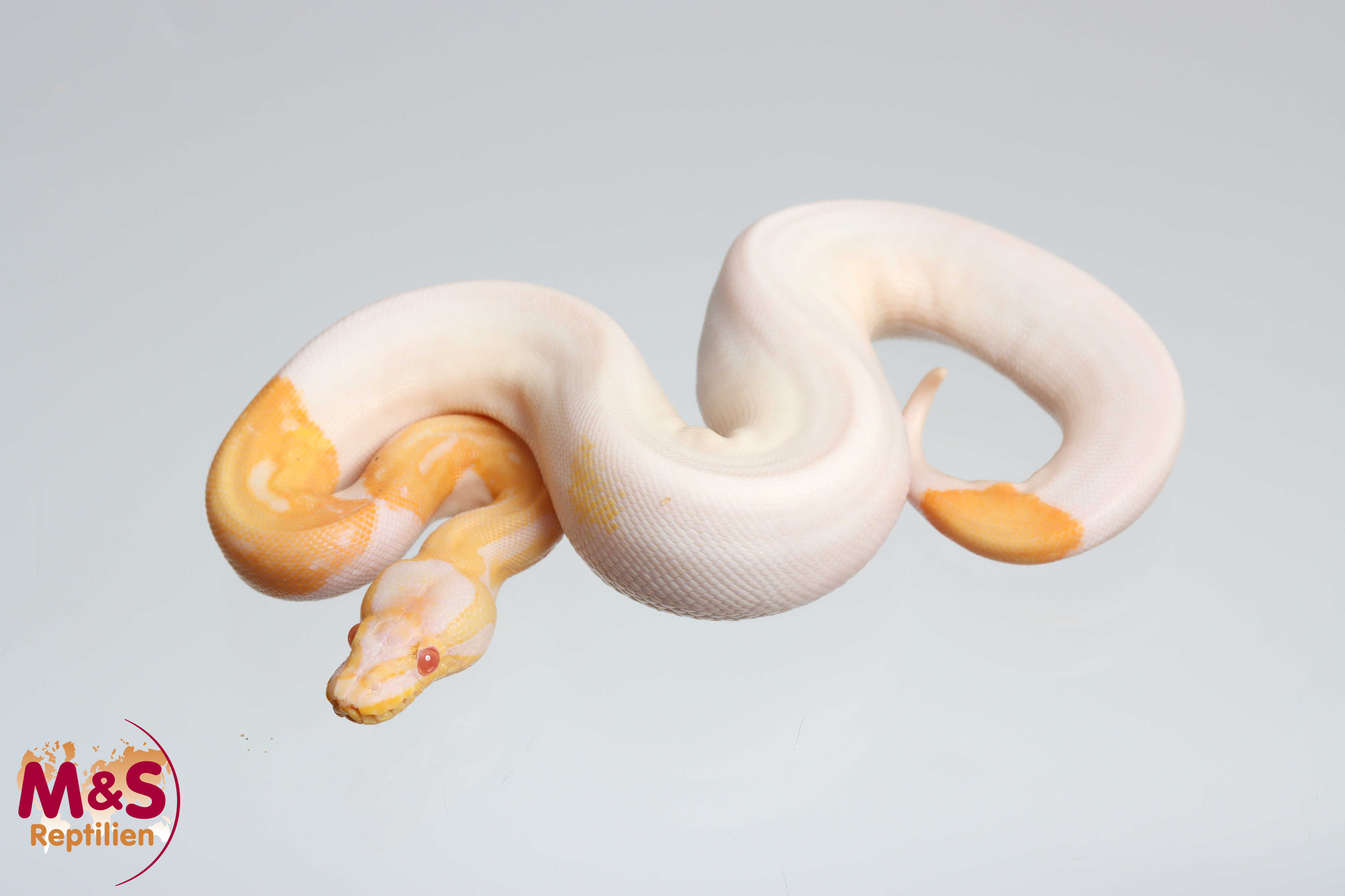 0.1 (Female) Albino-Piebald Königspython DNZ´25 Python regius