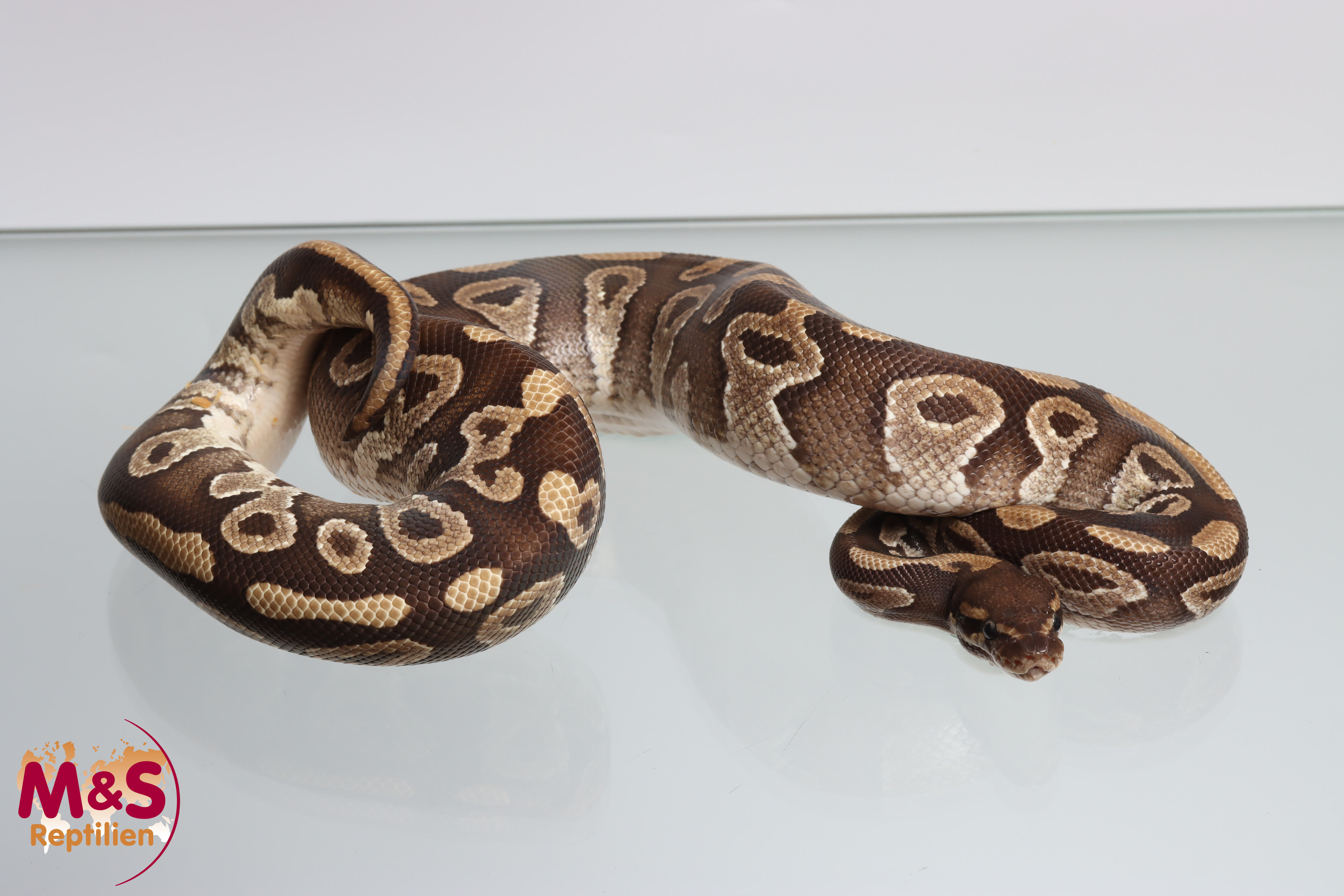 1.0 (Male) Mojave 100% hetero Piebald Königspython DNZ´21 Python regius