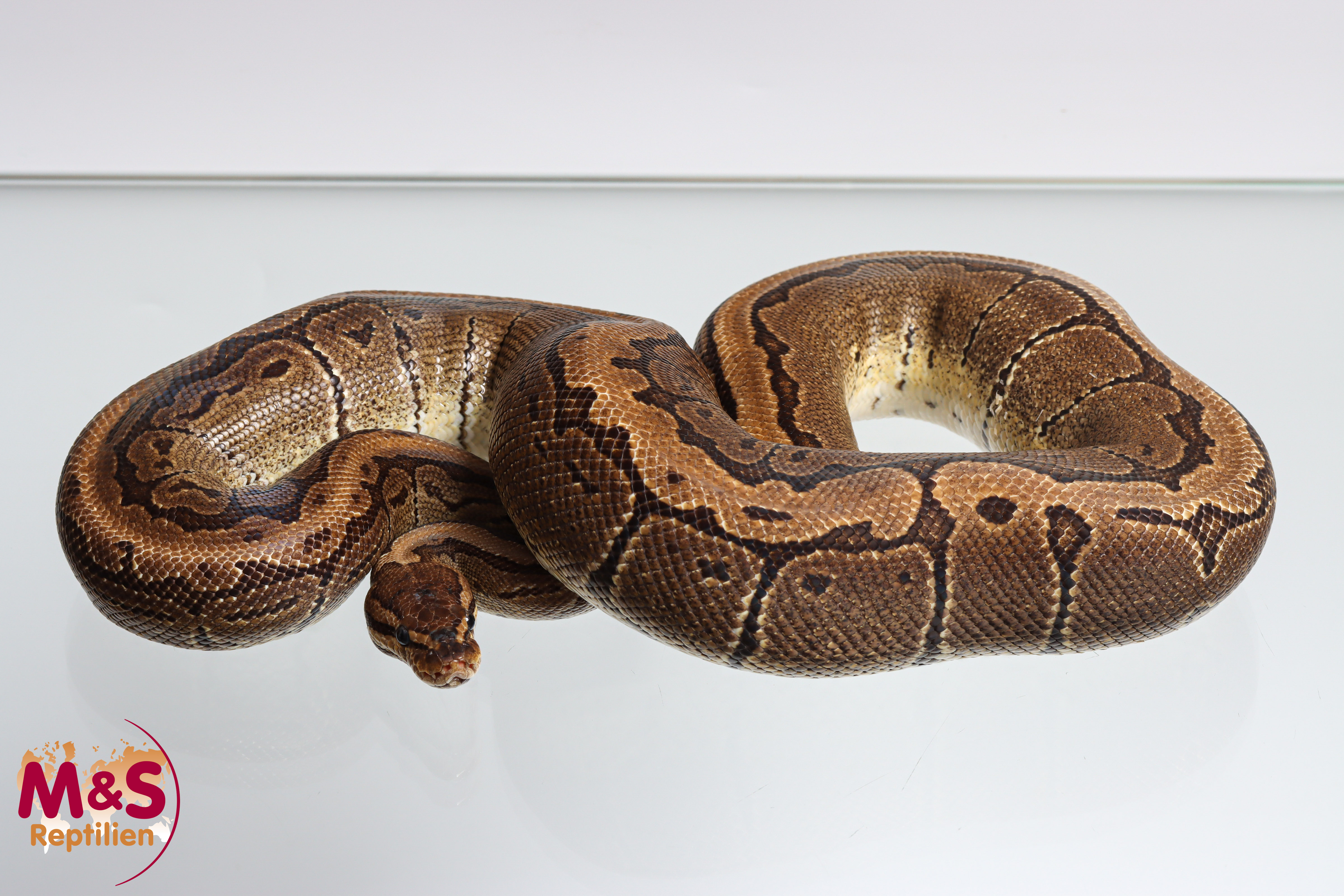 0.1 (Female) Pinstripe Königspython NZ´M&S´21 (adult) Python regius