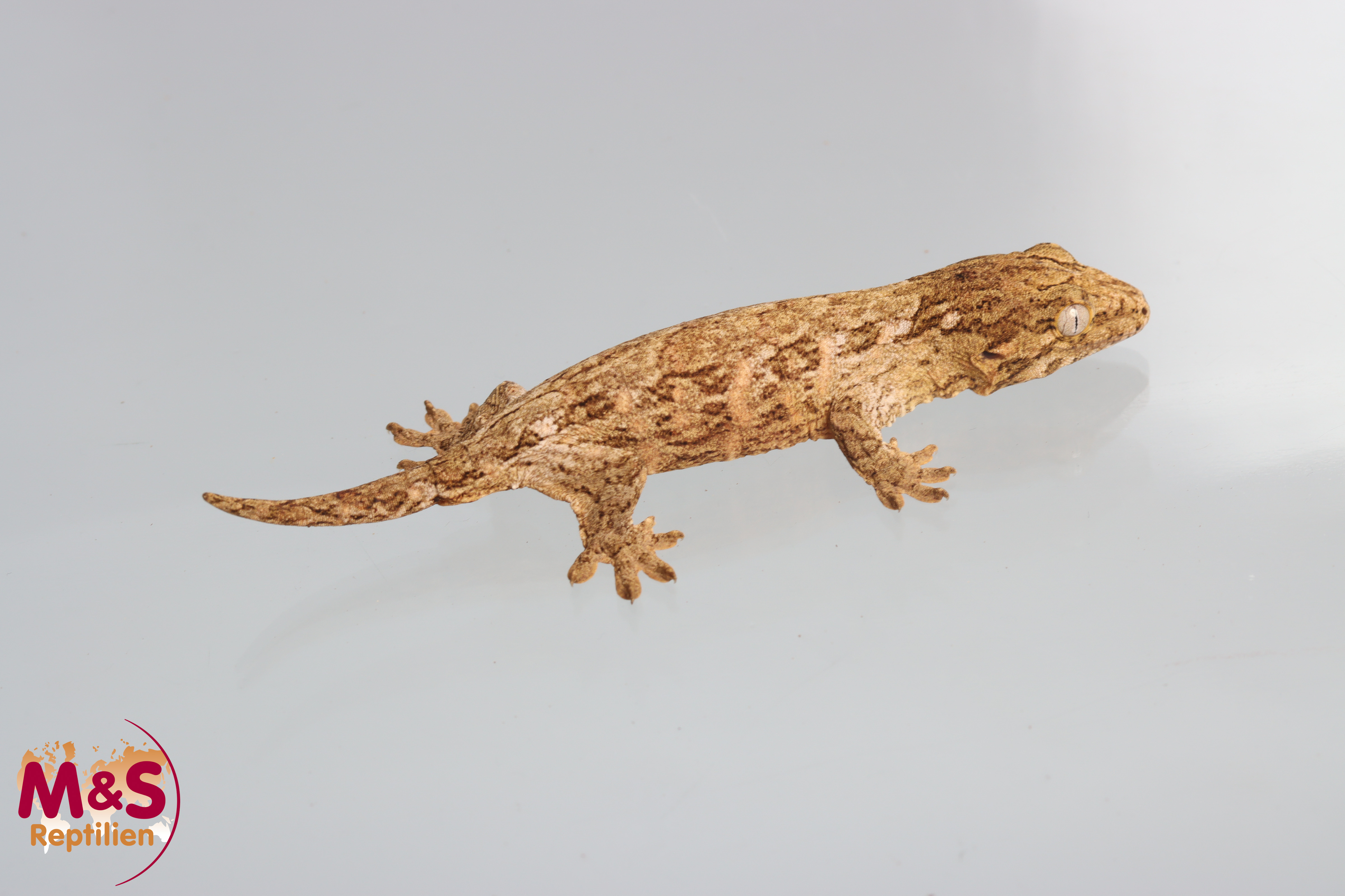 1.0 (Male) Riesengecko -Friedel x Friedel (small) NZ´M&S 25 Rhaco. leachianus (Originalbild)