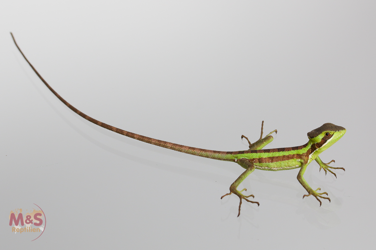 0.1 (Female) Kronenbasilisk NZ' 26 (small) Laemanctus longipes (Symbolbilder)