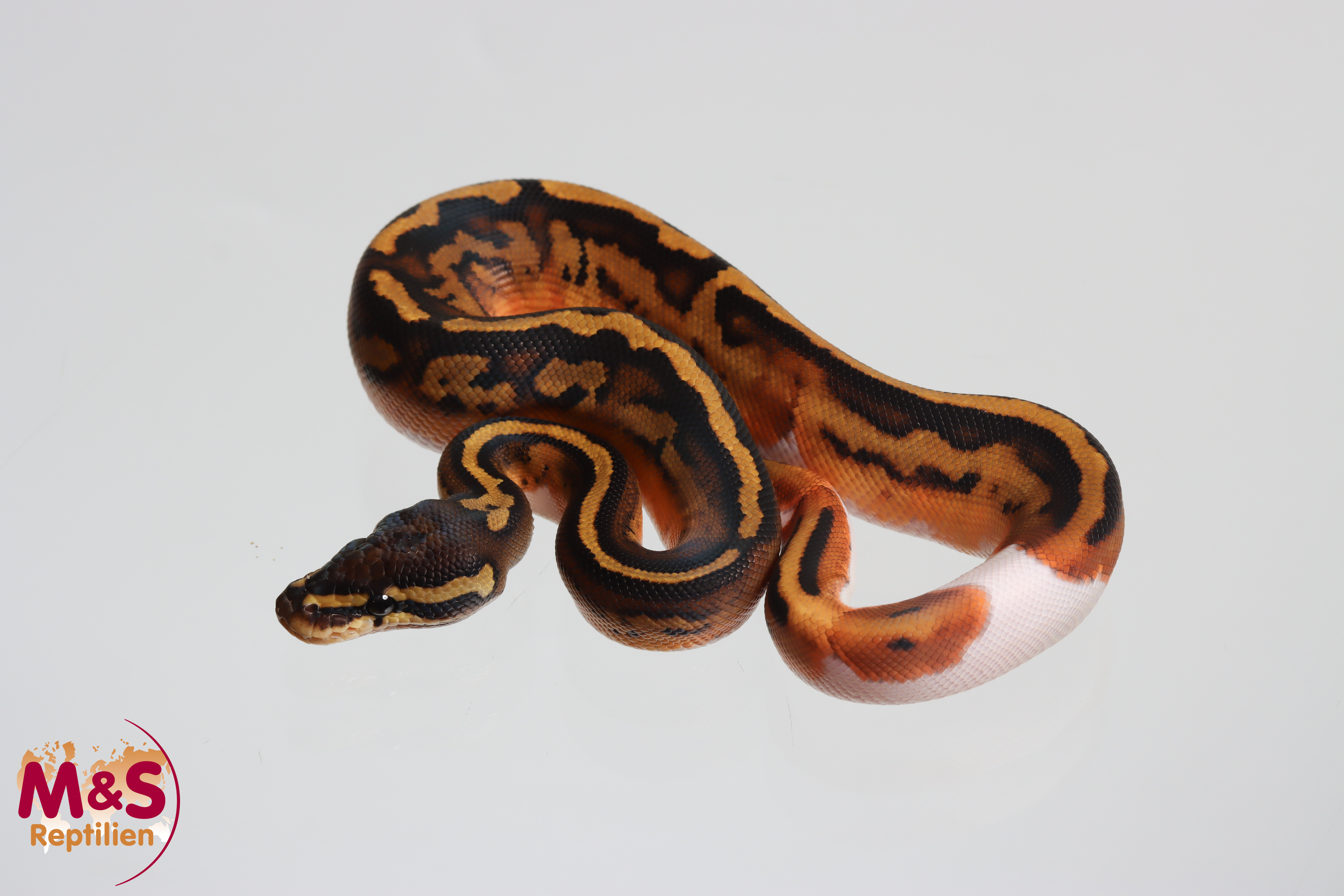 1.0 (Male)  Piebald 100%hetero Ghost Königspython NZ´M&S´26 Python regius