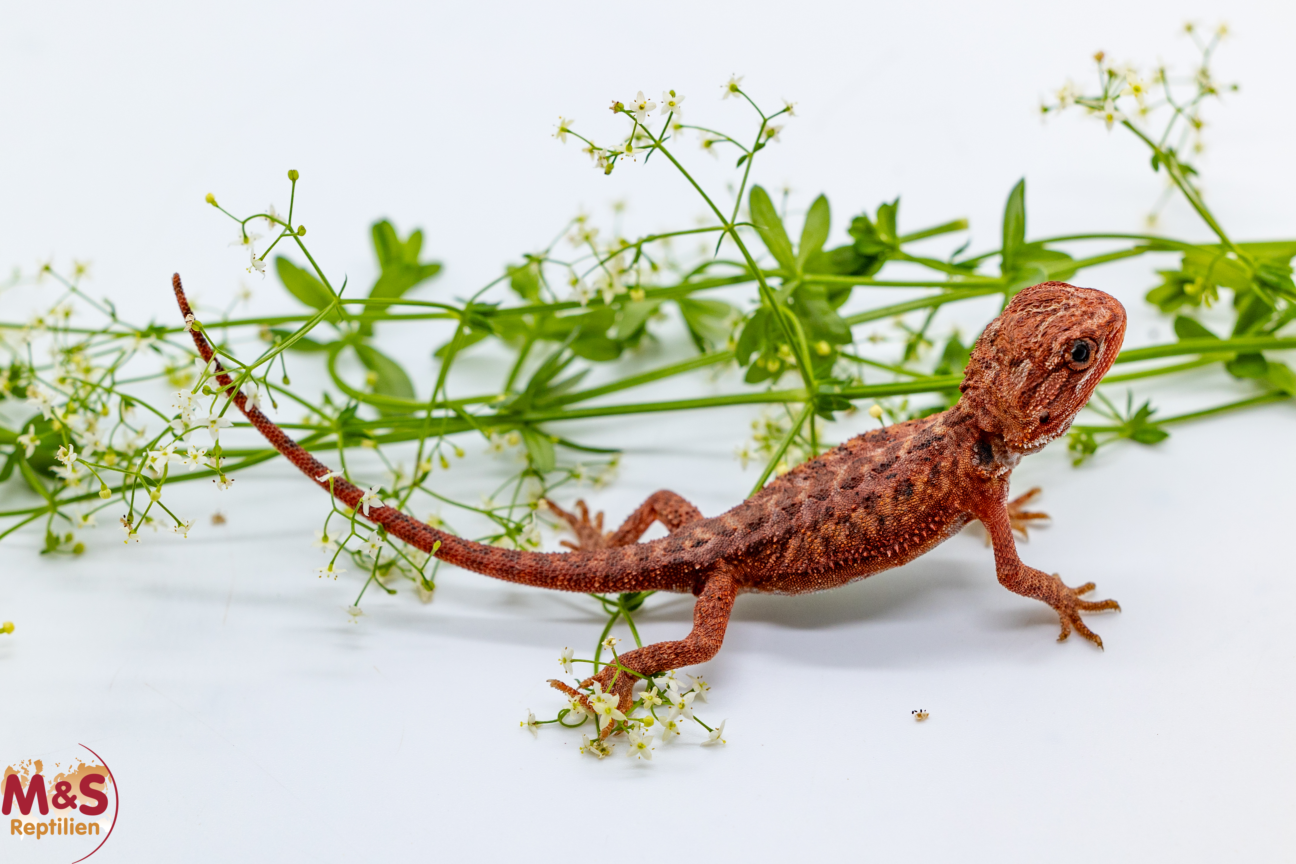 Hypo Extreme Red Translucent -Blue Tiger- Bartagame (small-ca. 10-15cm) NZ´26 Pogona vitticeps (Geschlecht unbekannt)