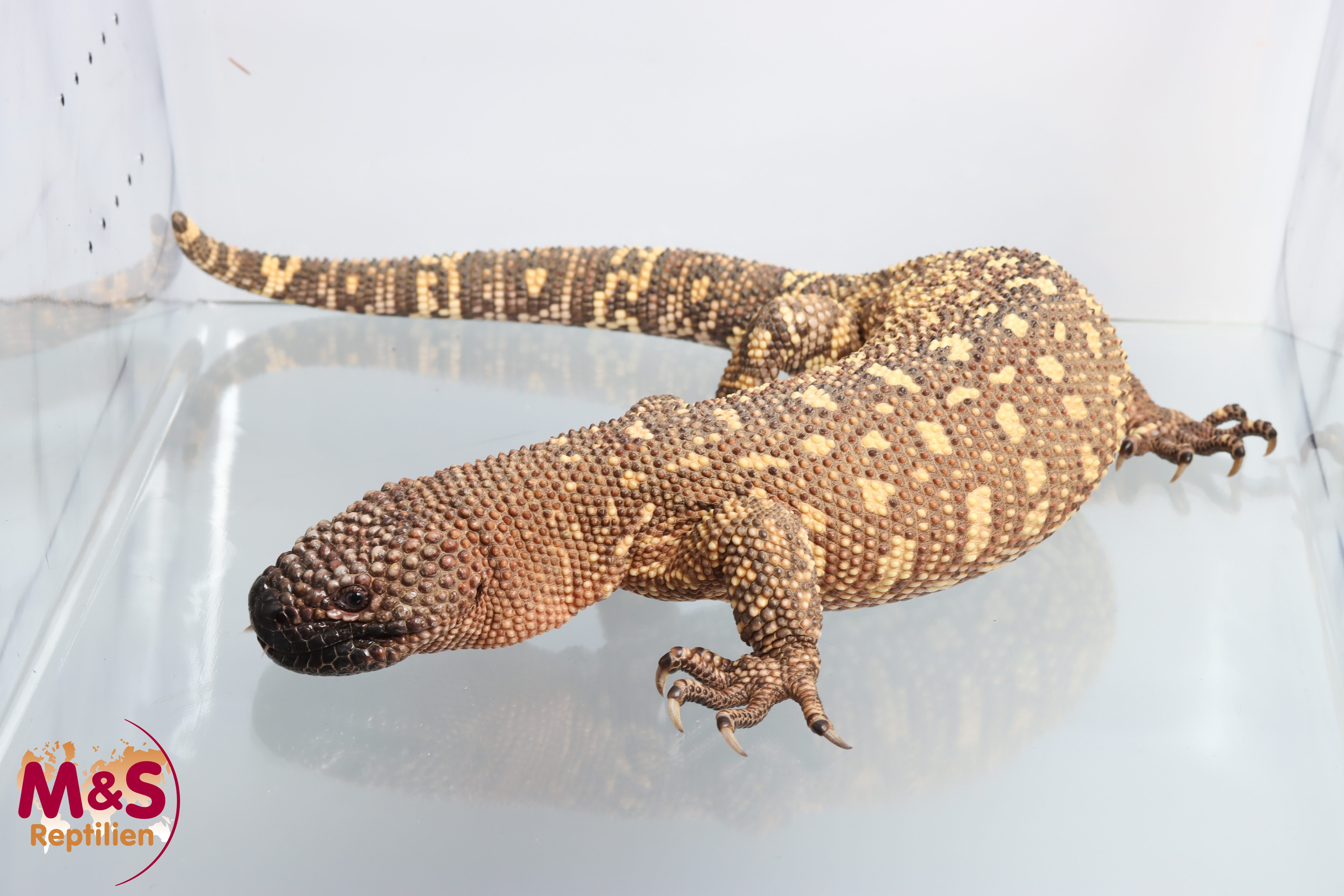 0.1 (Female) Skorpion Krustenechse ( ca. 70 cm ) NZ´19 Heloderma horridum exasperatum (Originalbild)