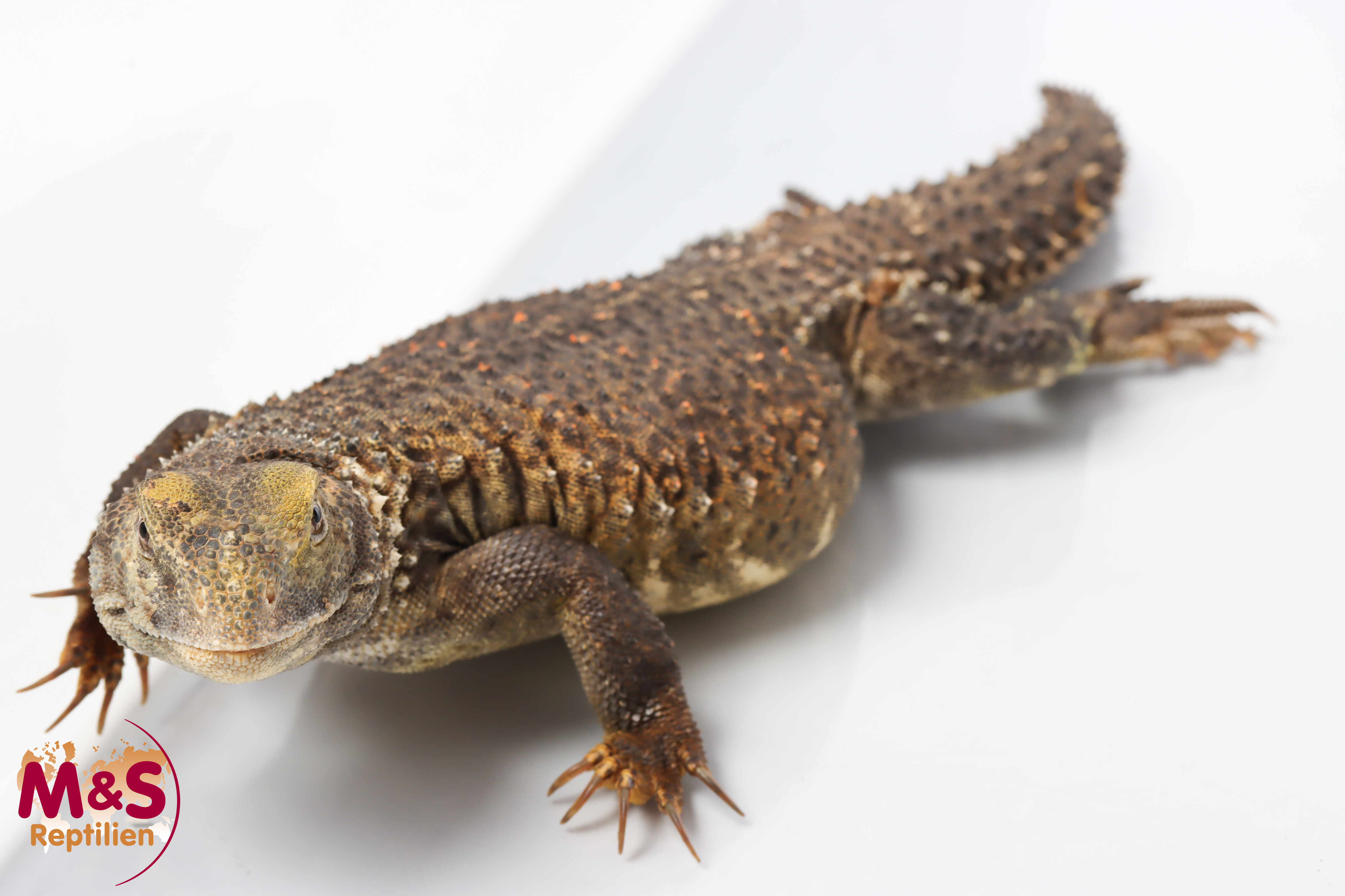 0.1 (Female) Irakische Dornschwanzagame NZ´24 (ca.30cm) Saara loricata (Originalbild)