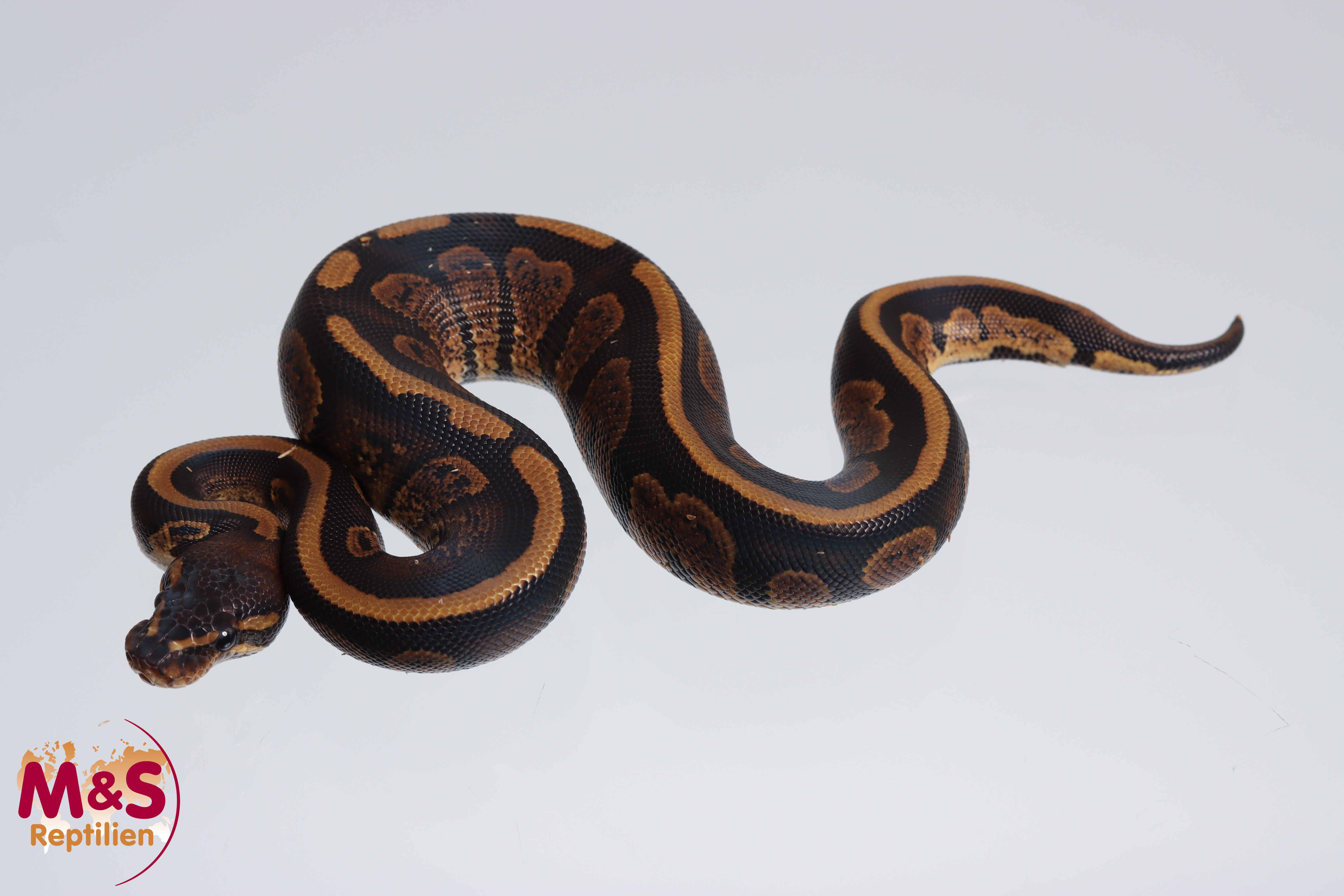 1.0 (Male) Stranger 50% hetero Piebald Königspython NZ´M&S´23 Python regius