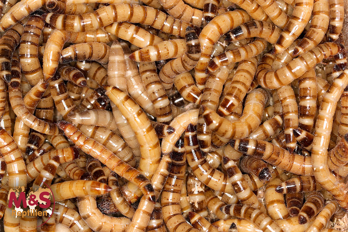 Zophobas, Zopobas morio (Schwarzkäferlarven) 1kg Portion