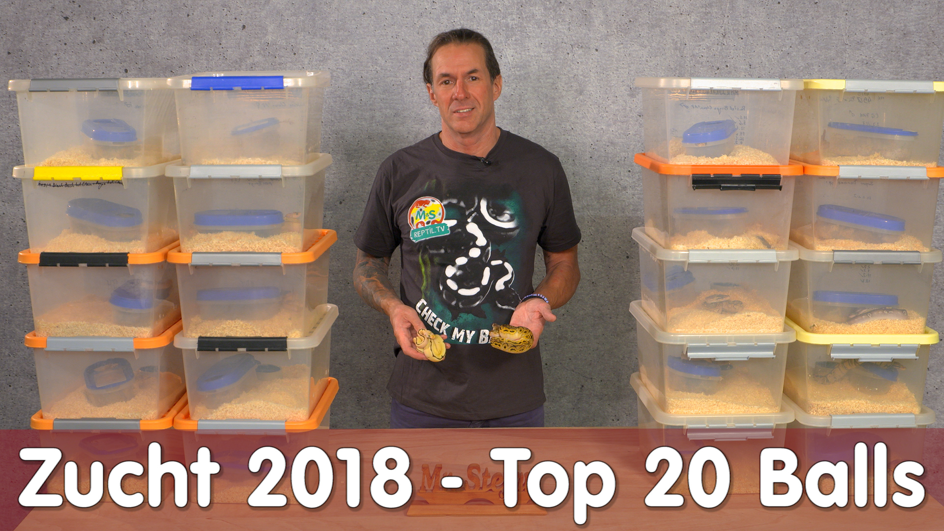 Reptil TV Basic : Ballpython Zucht 2018 | Die ersten TOP 20 Tiere bei M&S Reptilien