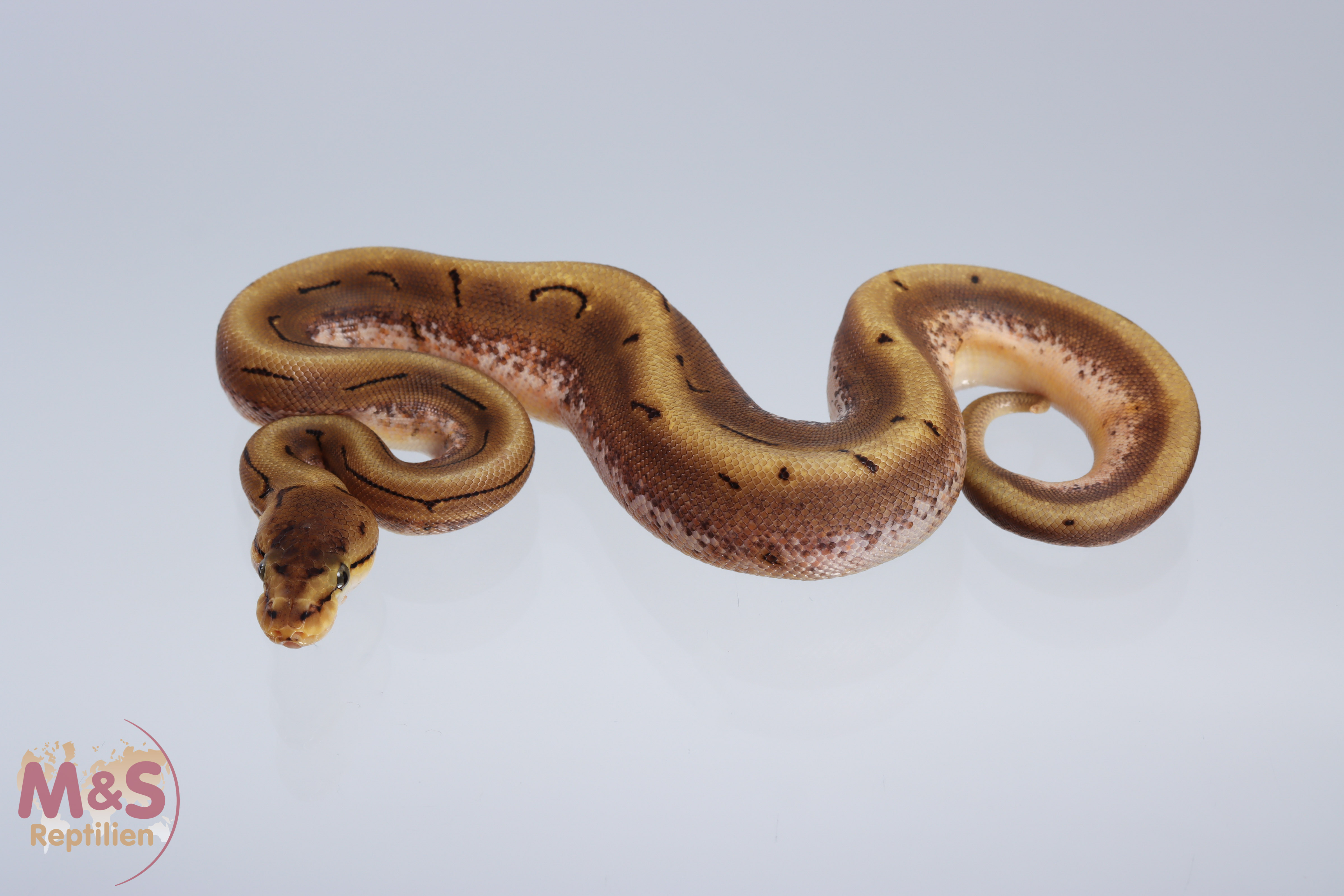 0.1 (Female) Pinstripe - Spider 100% doppel hetero Albino - Piebald Königspython NZ´M&S´21 Python re