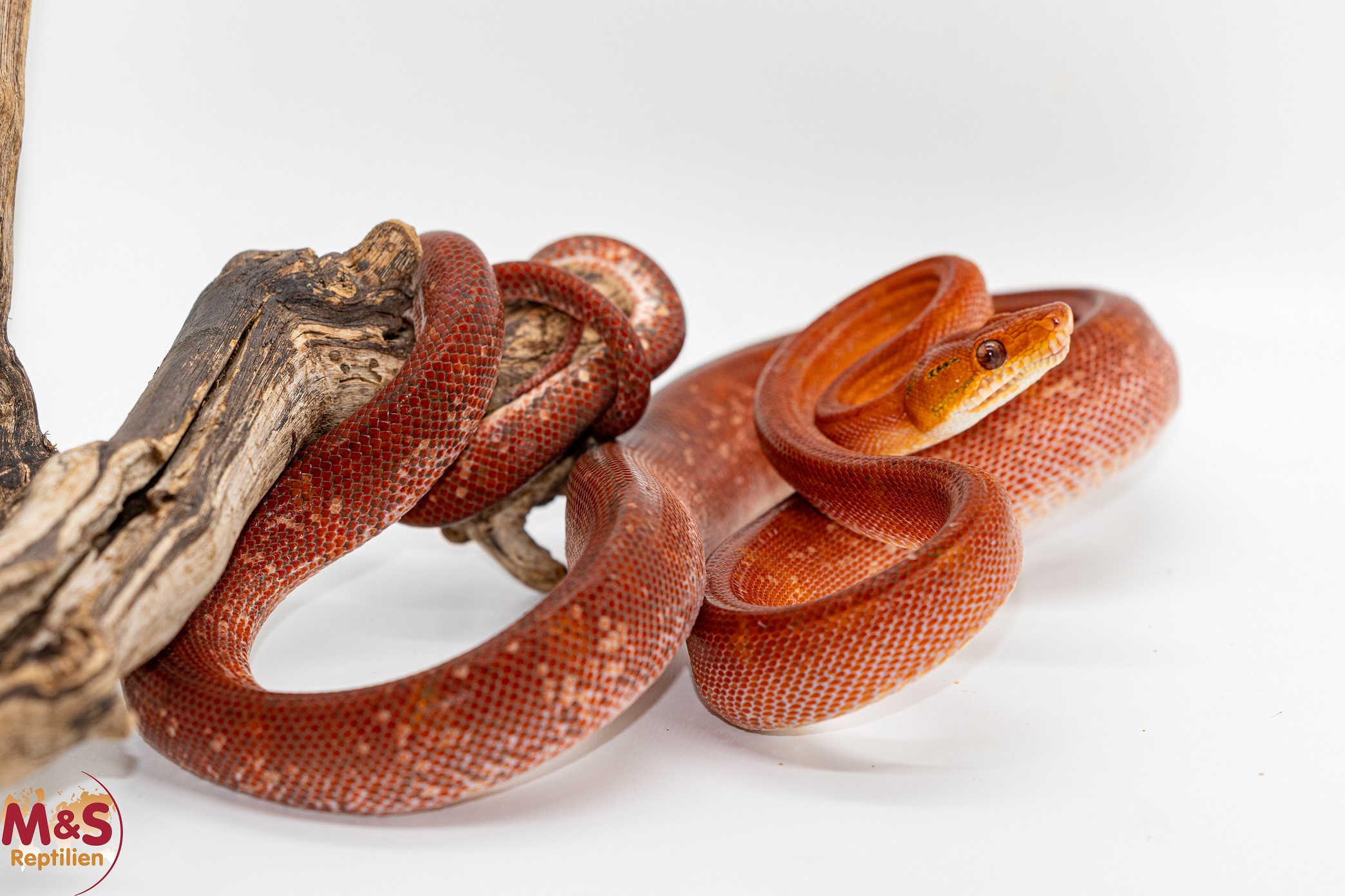 1.0 (Male) Gartenboa NZ’ 21 ( ca. 120+ cm ) Corallus hortulanus (Originalbild)