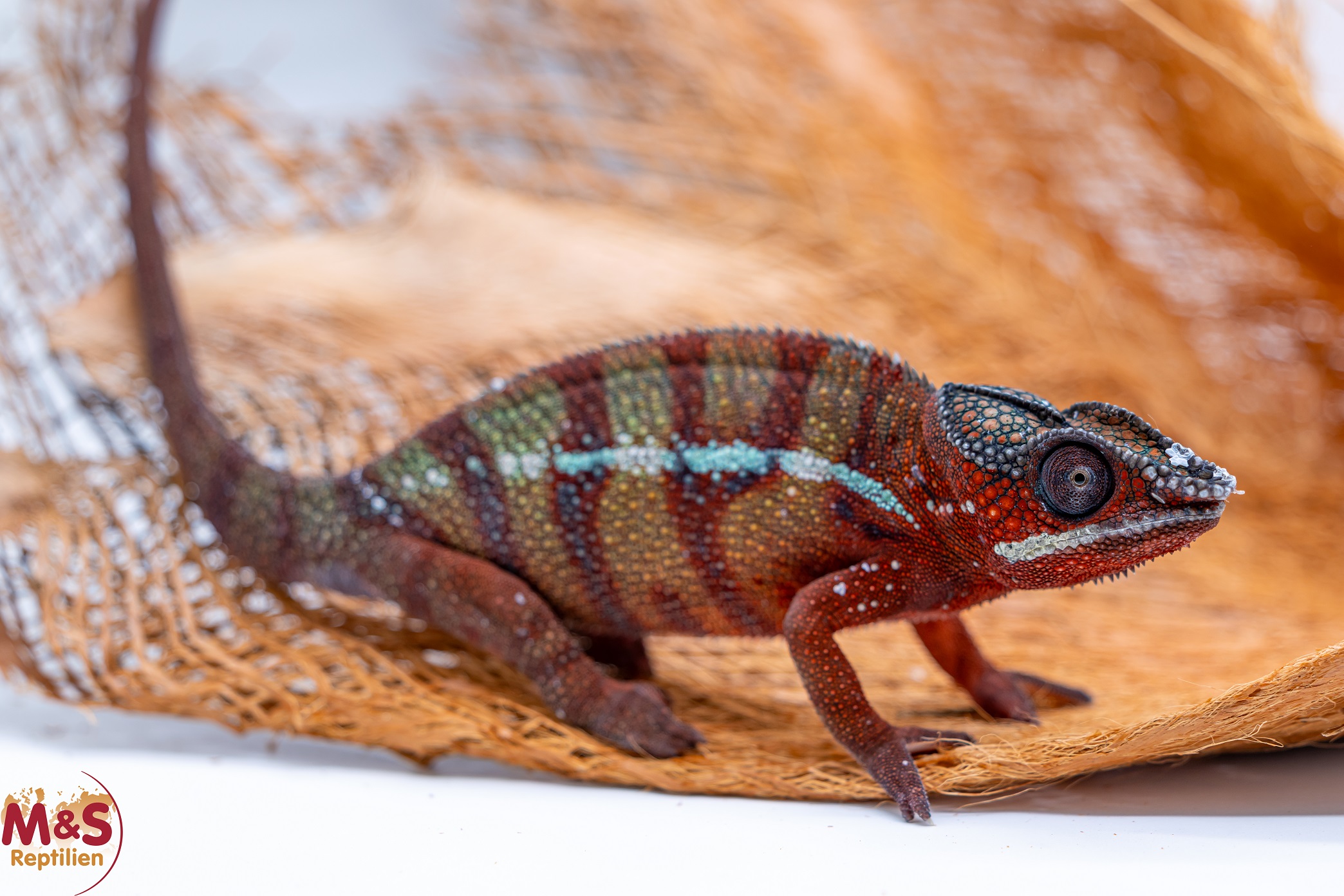 1.0 (Male) 'Ambilobe red' Pantherchamäleon NZ´25 (subadult) Furcifer pardalis (Originalbild)