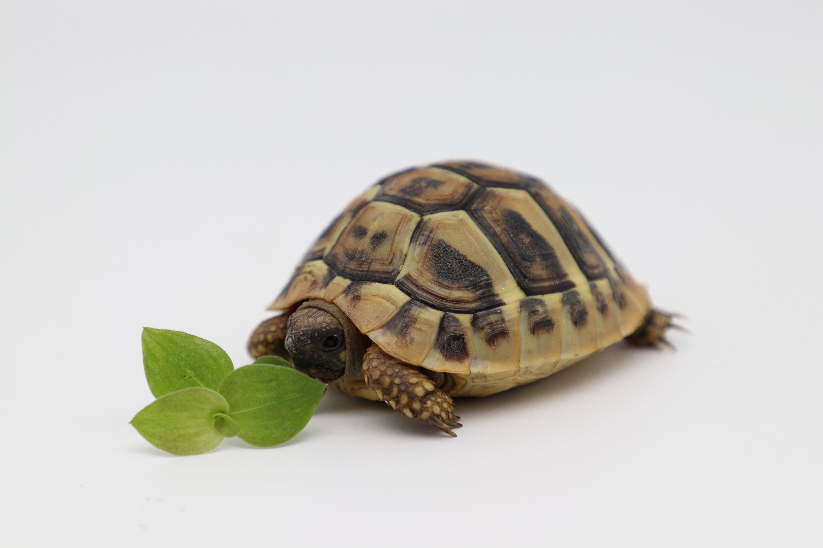 Griechische Landschildkröte (small) -Ostrasse- NZ´25 Testudo h. boetgeri (Symbolbild)
