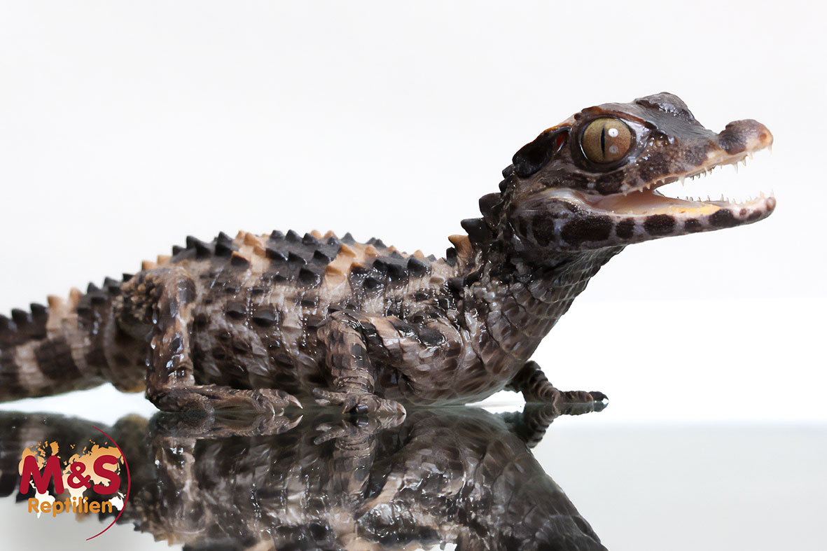 Keilkopf-Glattstirnkaiman NZ'25 (ca.40cm Gesamtlänge) Paleosuchus trigonatus (Geschlecht unbekannt)