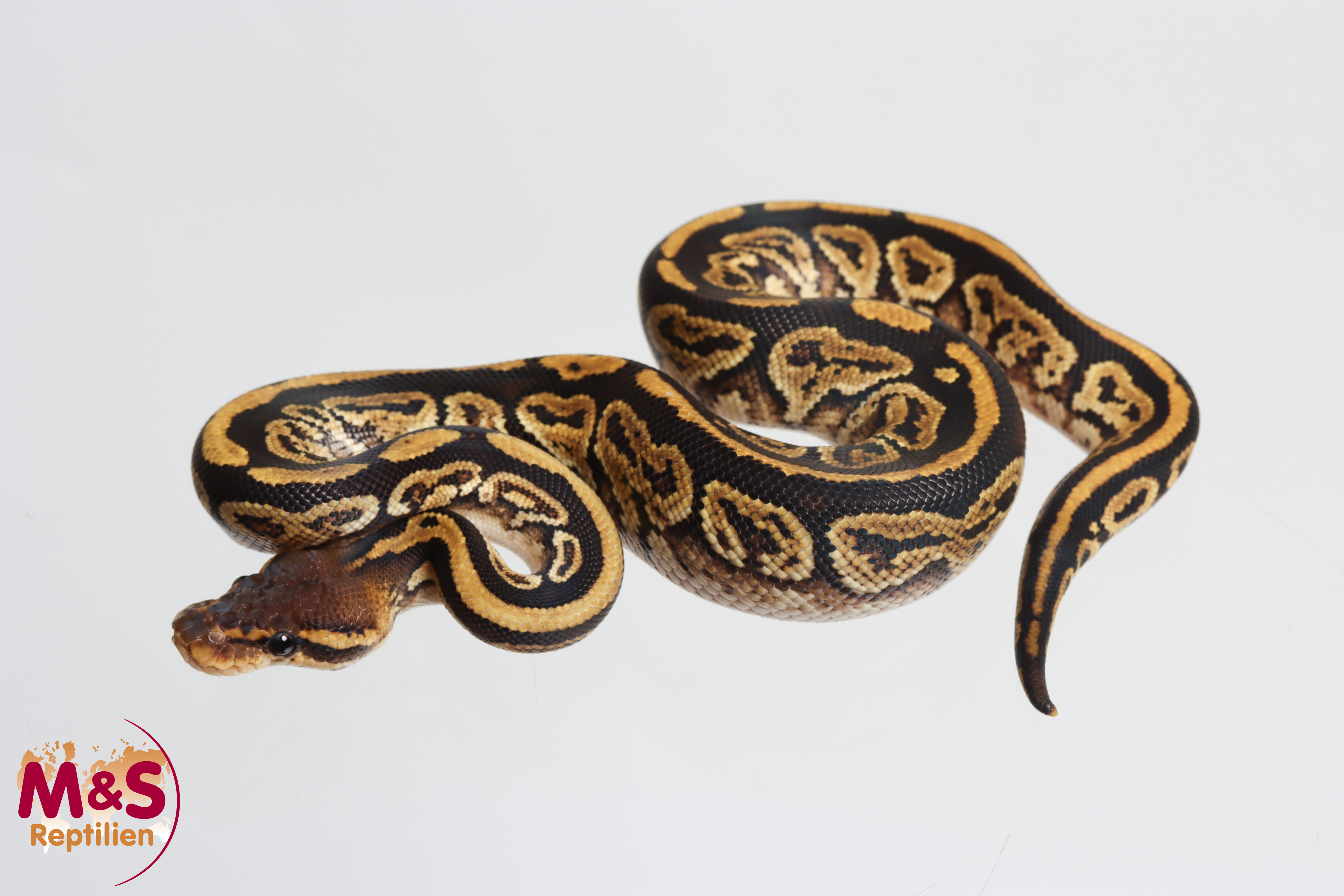 1.0 (Male) Bongo - Circle (Knick in der Schwanzspitze) Königspython NZ´M&S´26 Python regius