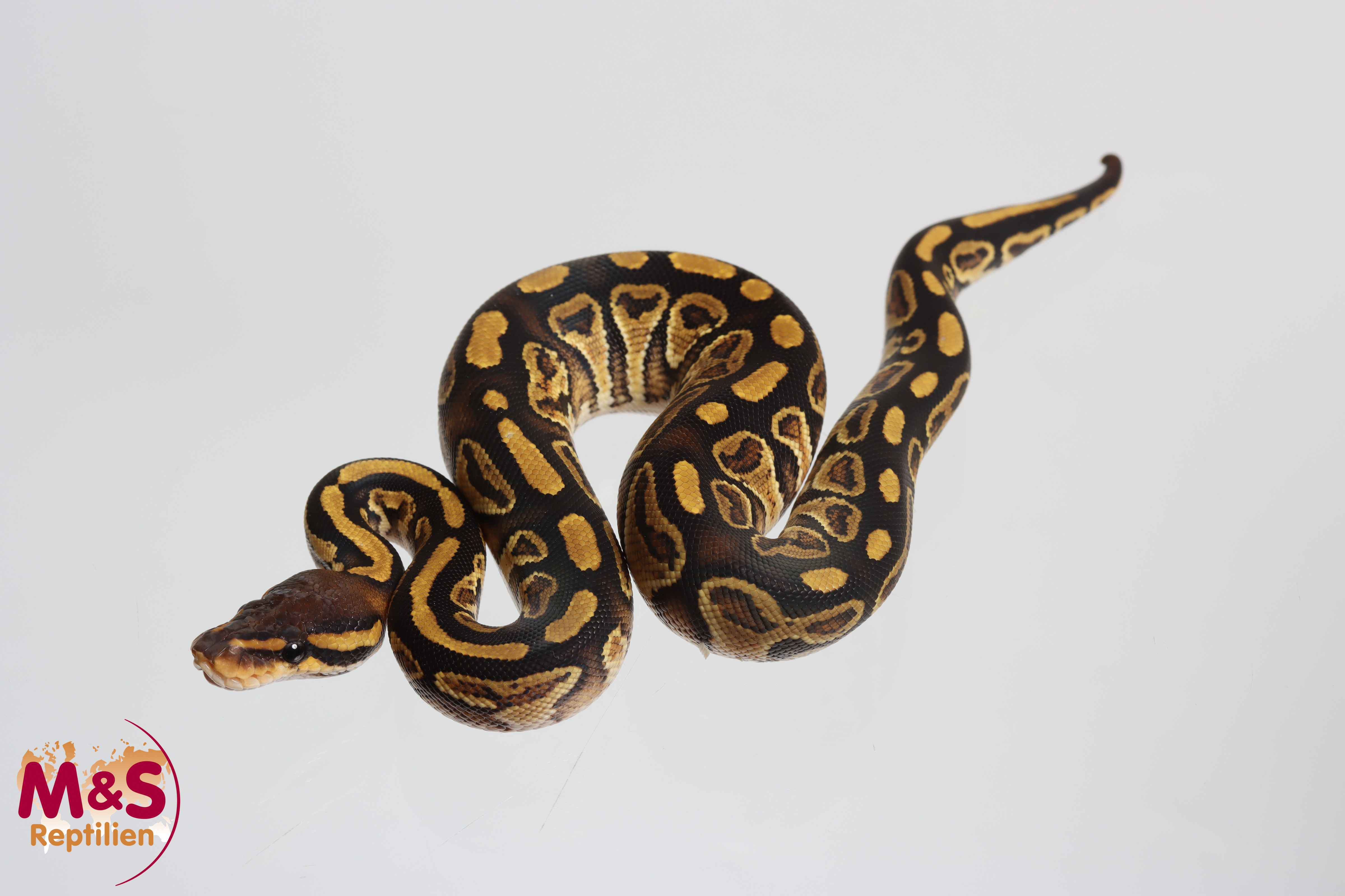0.1 (Female) Bongo Königspython NZ' M&S 26 Python regius