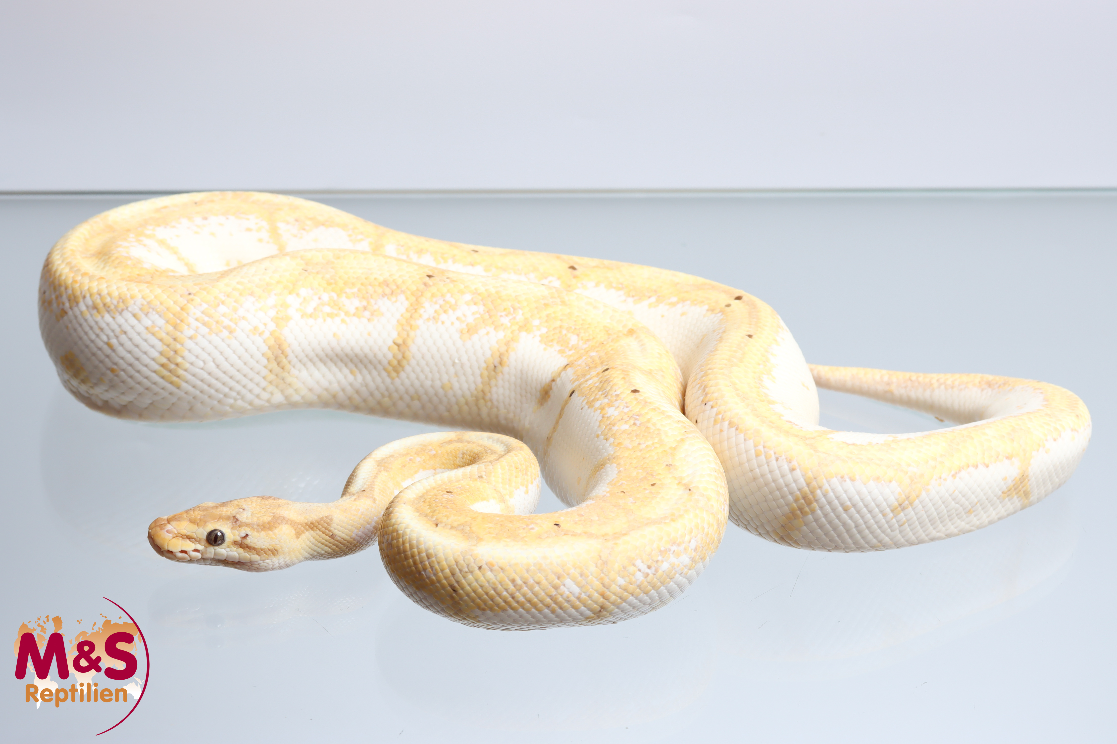 1.0 (Male) Coral Glow (Banana) - Spider  Königspython NZ´M&S´22 (adult) Python regius