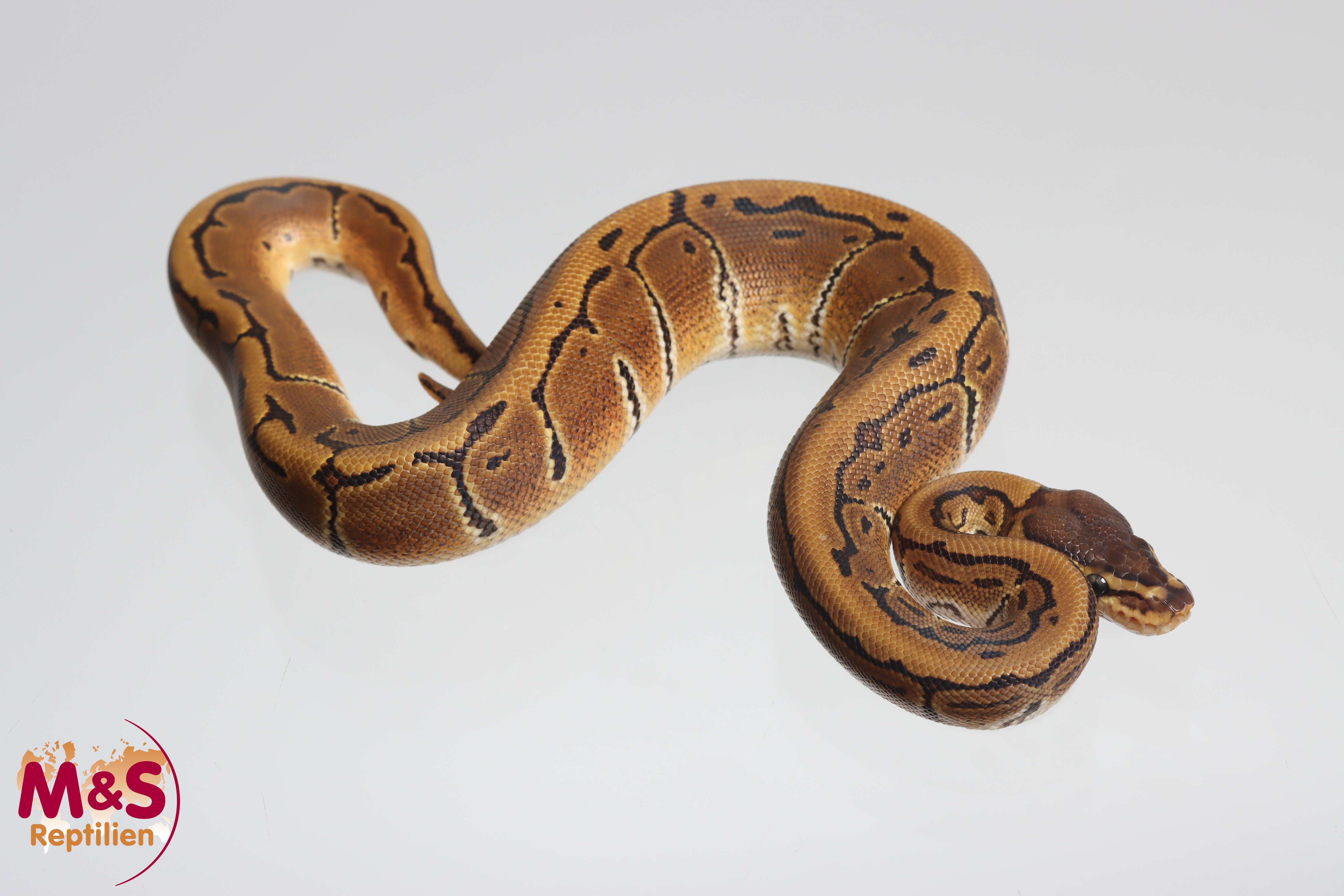 1.0 (Male) Pinstripe het. Ultramel Piebald Königspython NZ´M&S´25 Python regius