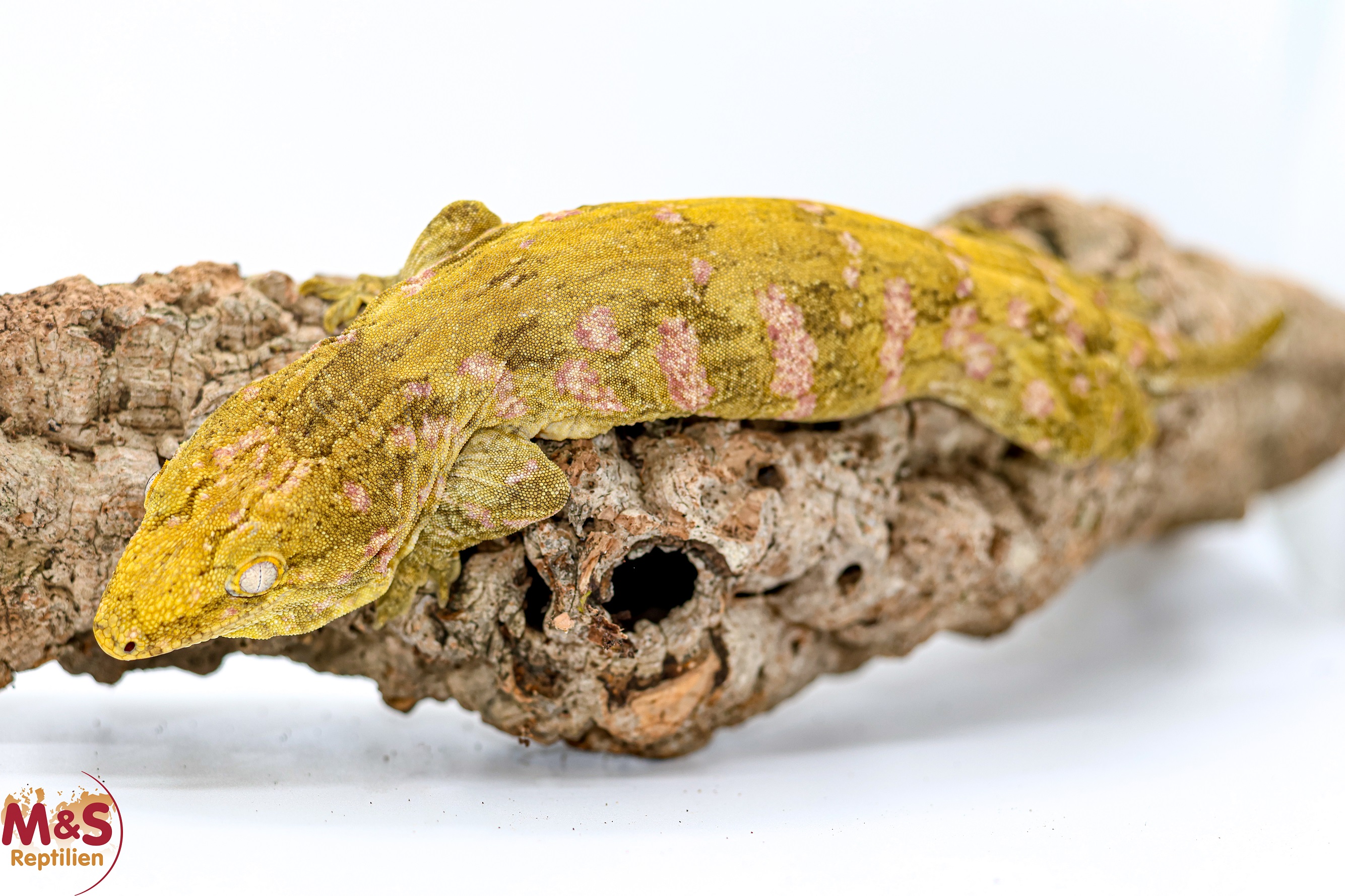 1.0 (Male) Riesengecko -Friedel x Friedel- (ca. 22cm-subadult) NZ´M&S 24 R. leachianus (Originalbild)