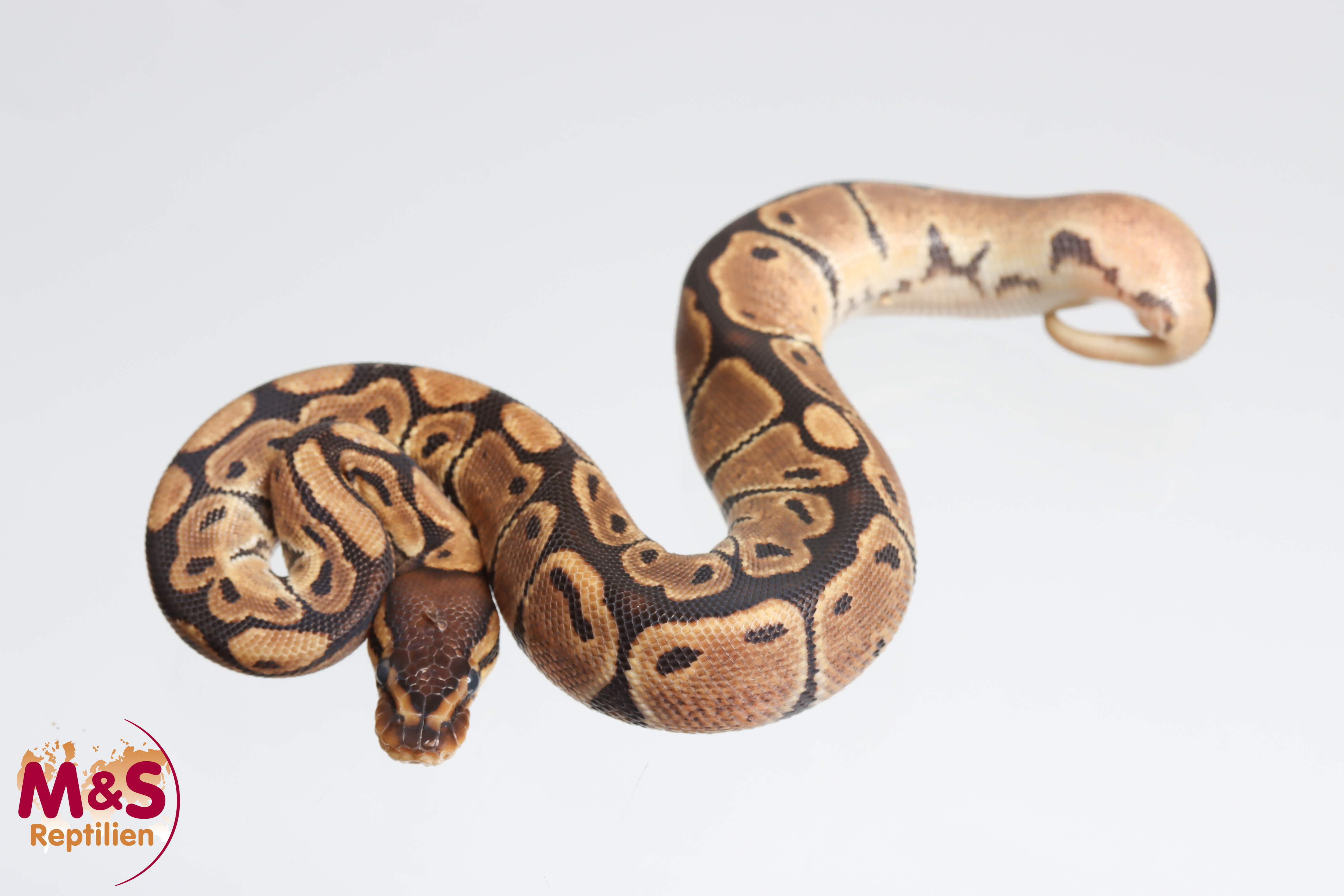 0.1 (Female) Creme 100% DH Caramel-Ghost Königspython NZ´M&S´25 Python regius