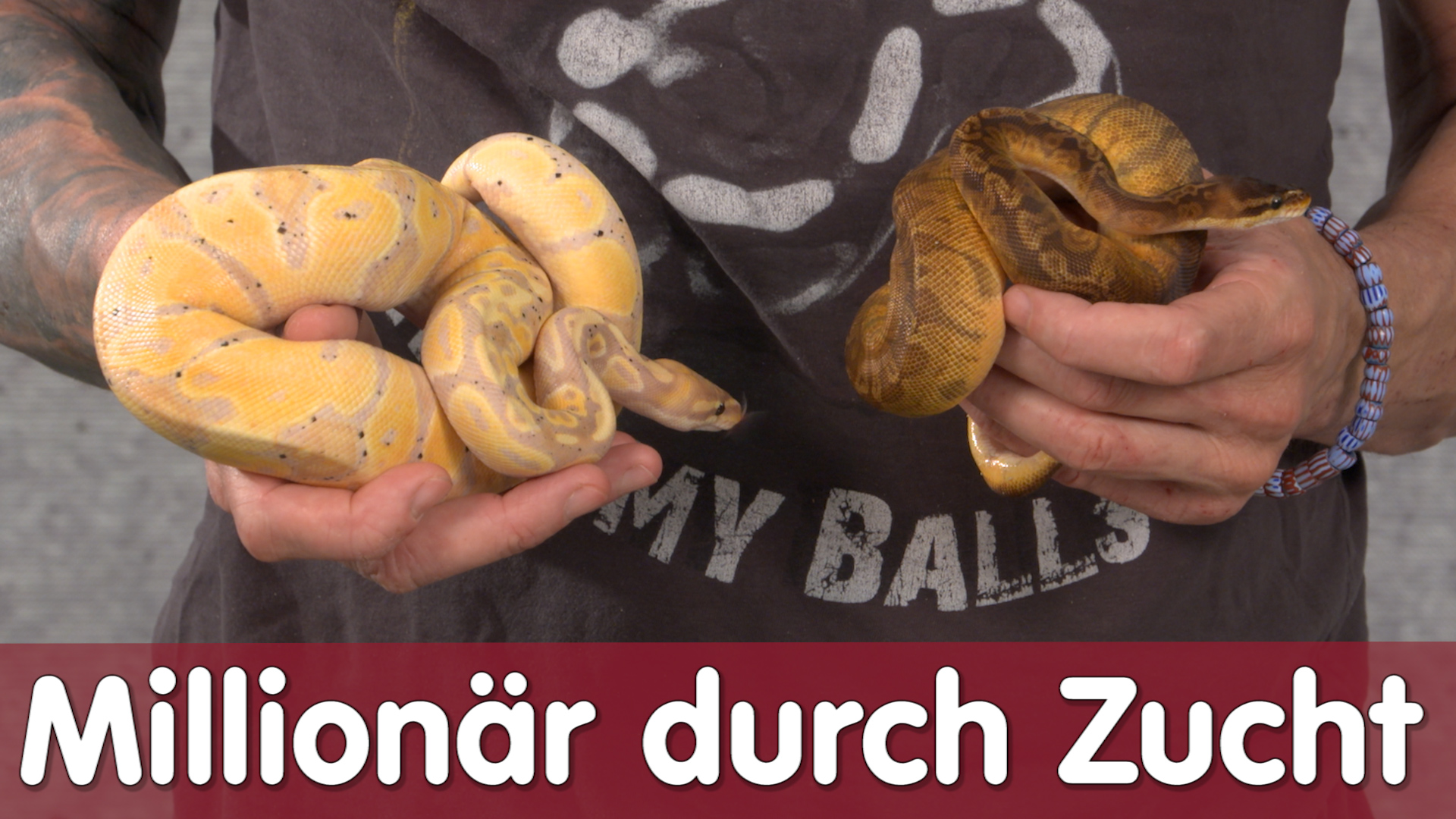 Folge 103 - Millionär durch Ballpython Zucht