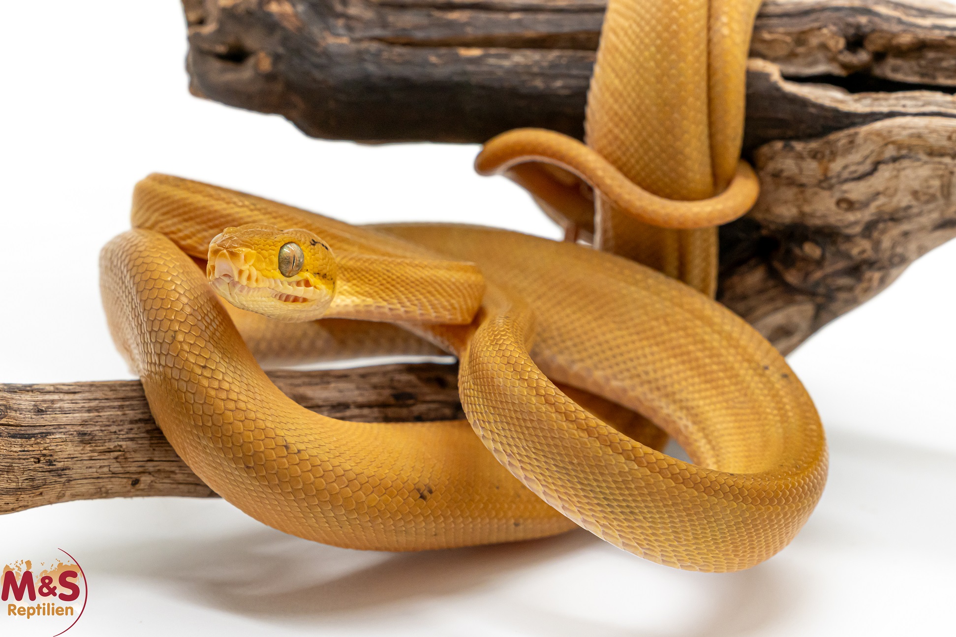 1.0 (Male) Gartenboa NZ’ 24 ( ca. 80-90 cm ) Corallus hortulanus (Originalbild)